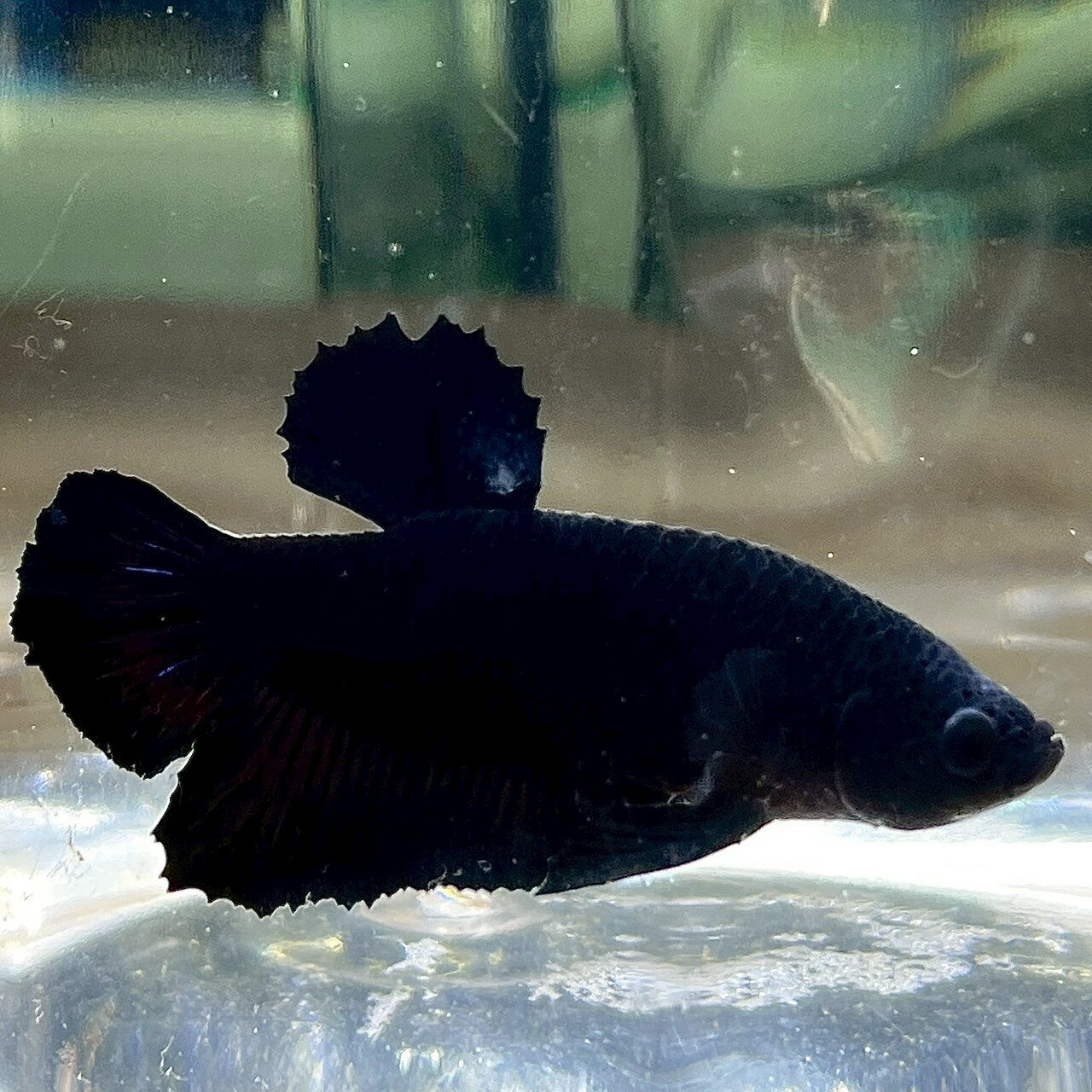 (1)現物写真 ベタ プラカットハーフムーンブラック オス (Mサイズ) (1匹) 不二熱帯魚 淡水魚 生体 ベタ 写真の個体が届きます