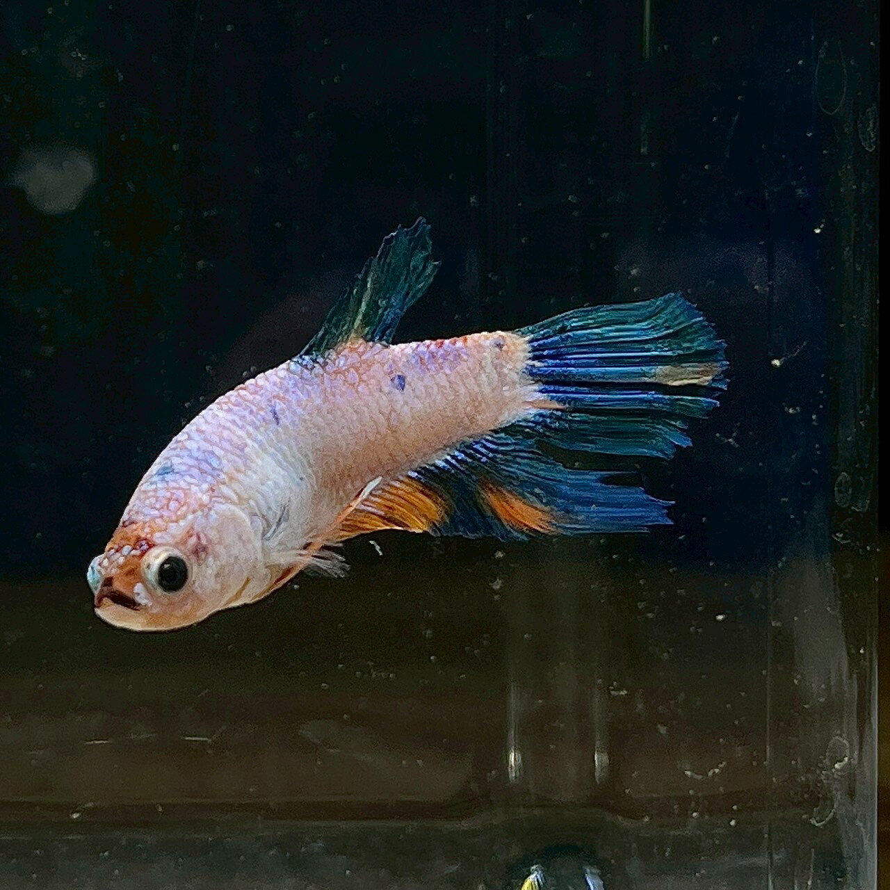 不二熱帯魚の(3)現物写真 ベタ プラカットファンシーキャンディトリコロール (Mサイズ) (1匹) 不二熱帯魚 淡水魚 生体 ベタ 写真の個体が届きます｜アングル2