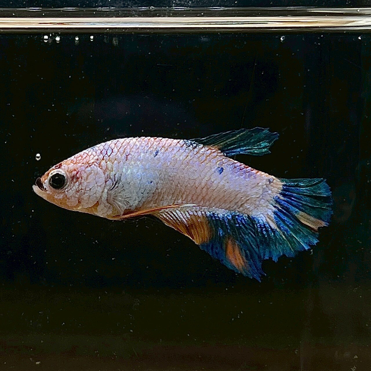不二熱帯魚の(3)現物写真 ベタ プラカットファンシーキャンディトリコロール (Mサイズ) (1匹) 不二熱帯魚 淡水魚 生体 ベタ 写真の個体が届きます｜アングル3