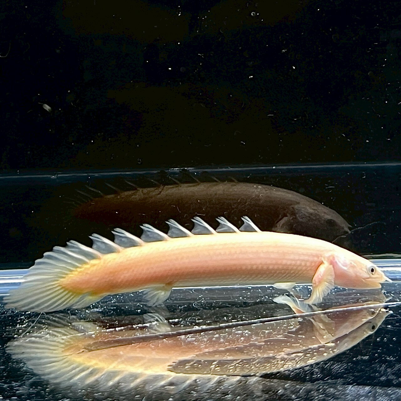 ポリプテルス・セネガルス ゴールデン(10～15cm±) (2匹) 不二熱帯魚 熱帯魚 淡水魚 生体 ...
