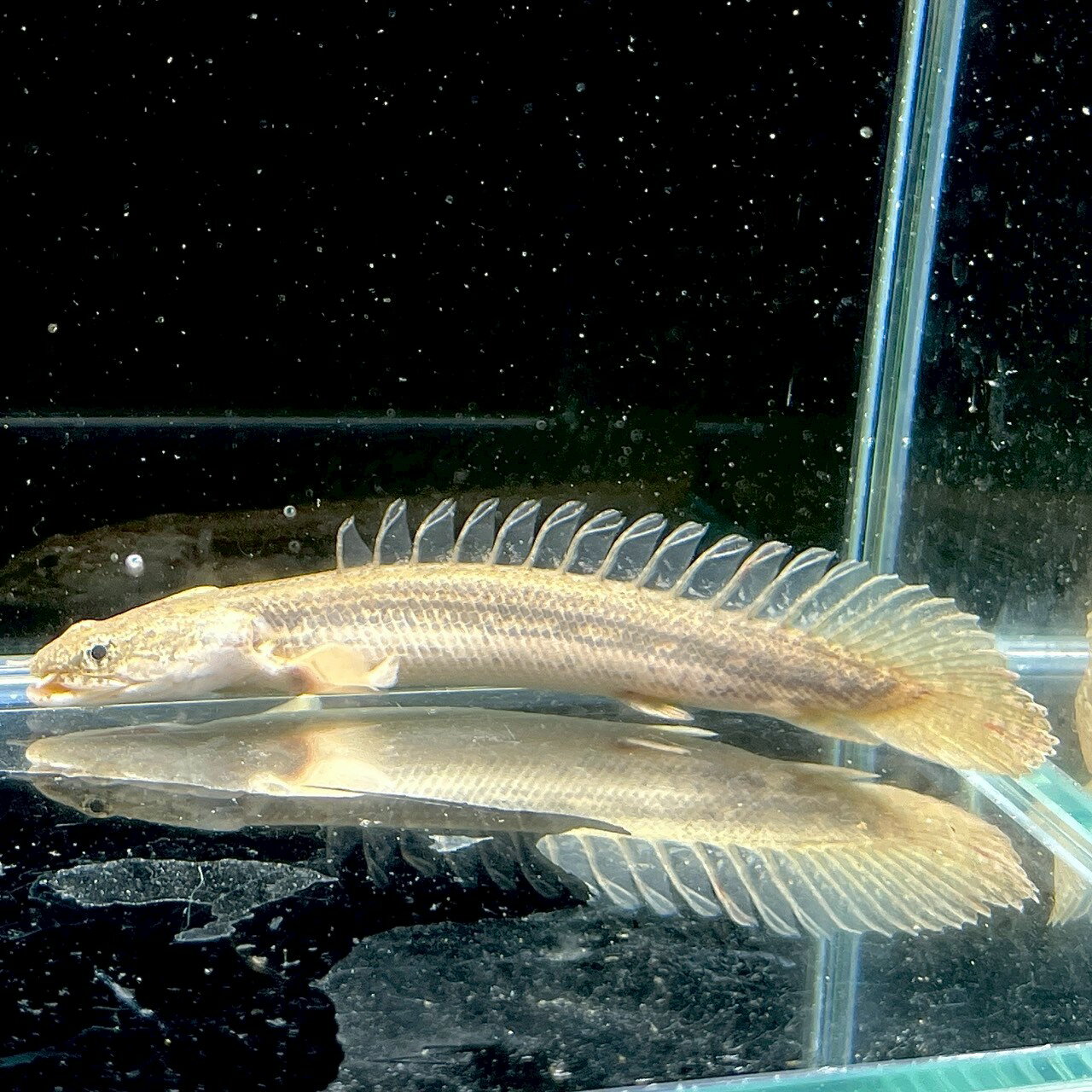ポリプテルス・ラプラディ (10cm±) (1...の紹介画像2