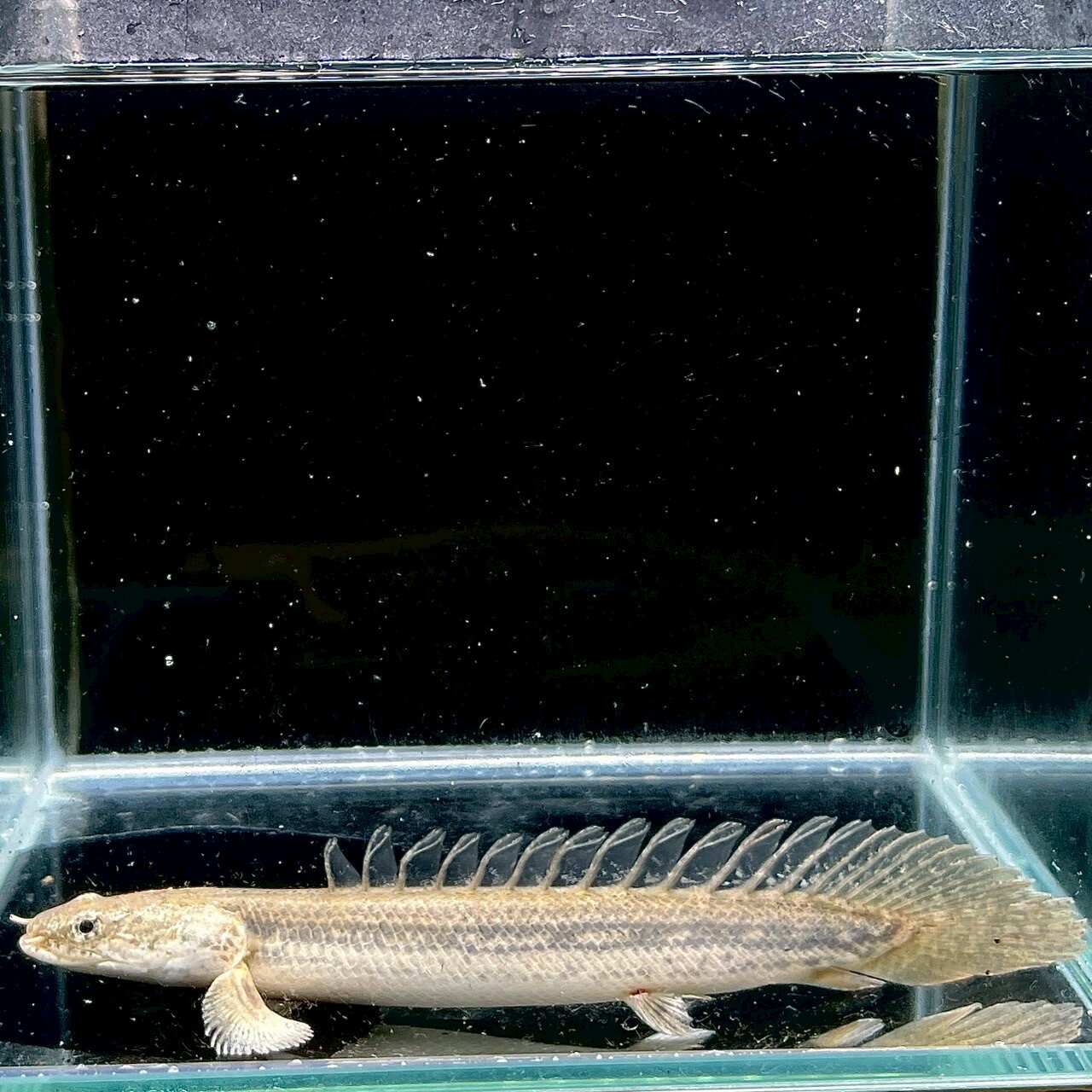 ポリプテルス・ラプラディ (10cm±) (1...の紹介画像3