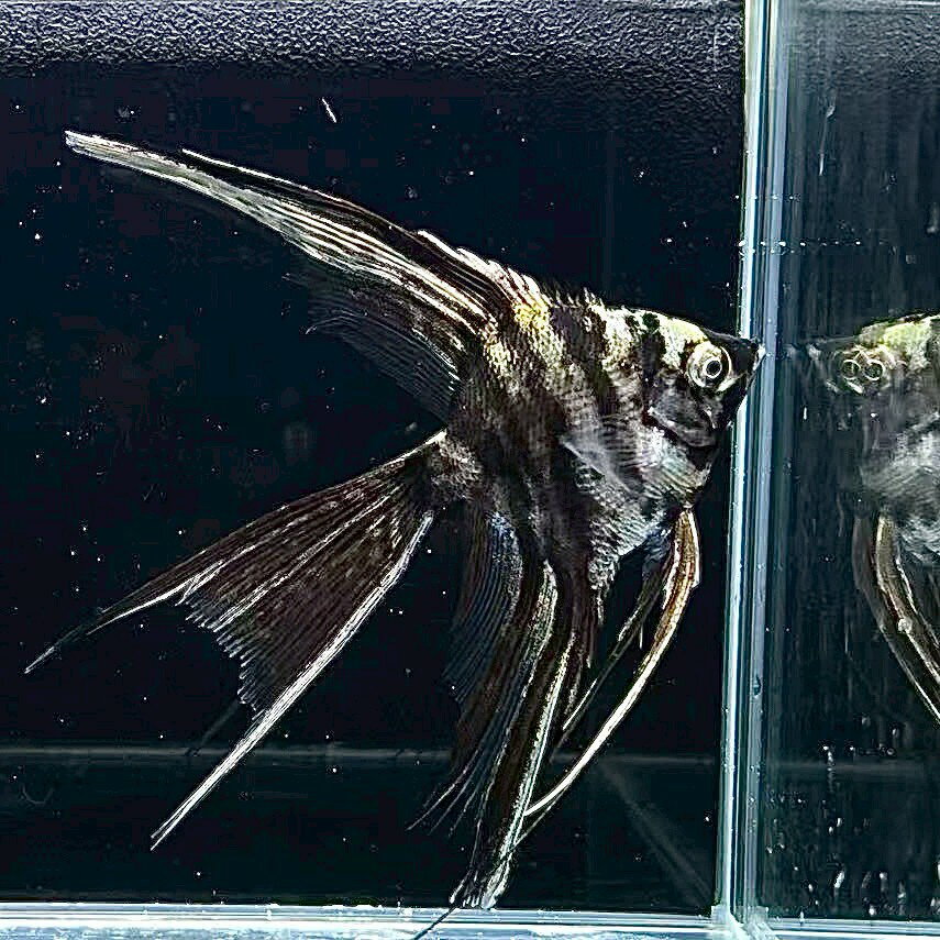 商品情報学名Pterorhyllum scalare var.内容ベールテール・マーブルエンゼル販売サイズ3～5cm前後（目測）最大サイズ15cm混泳エビとヒレをかじる種との混泳は避けましょう。配送についてヤマト運輸での発送となります。・特...