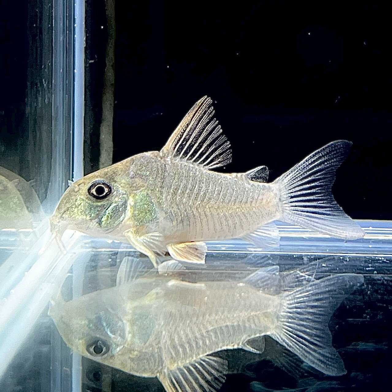 コリドラス・コンコロール不二熱帯魚...