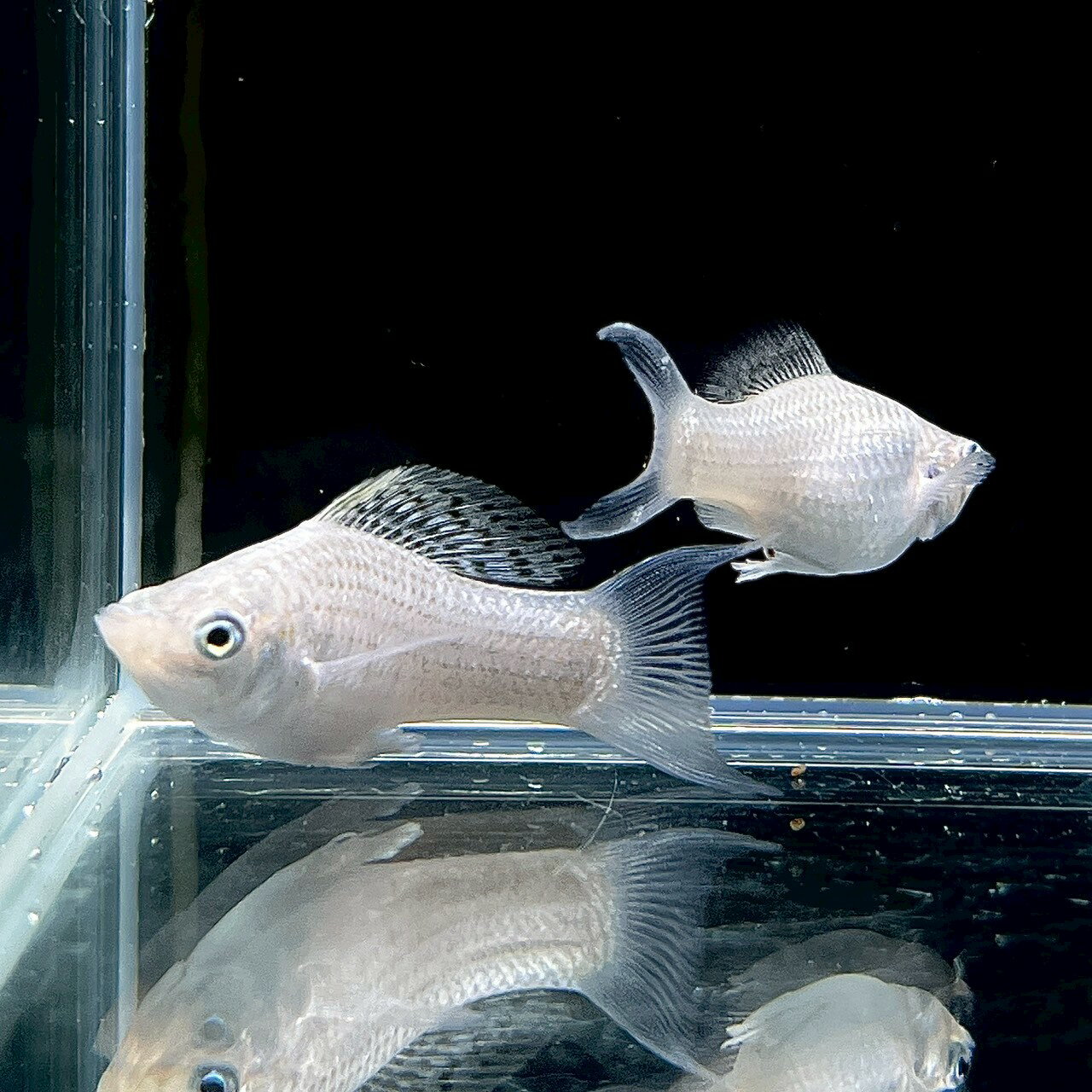 ライアーテール・シルバーモーリー(Mサイズ)(5匹) 不二熱帯魚 丈夫で飼いやすい熱帯魚 混泳OK・ ...