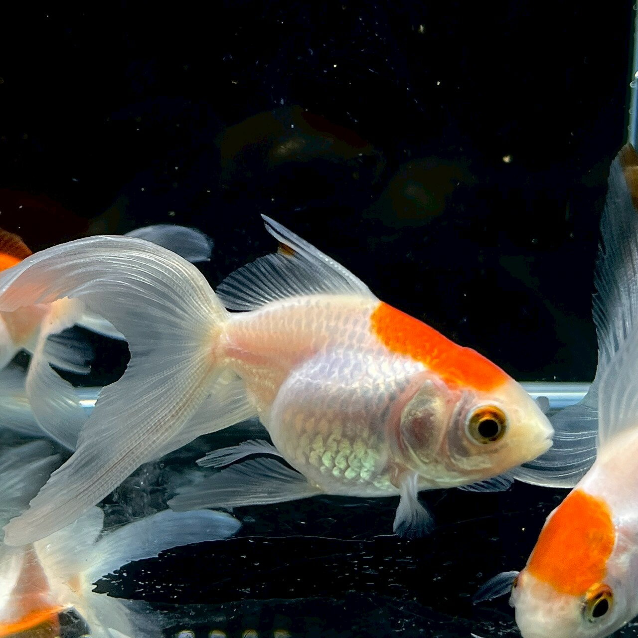 琉金（お任せ個体） (8cm±) (1匹) 不二熱帯魚 熱帯魚 淡水魚 生体 金魚