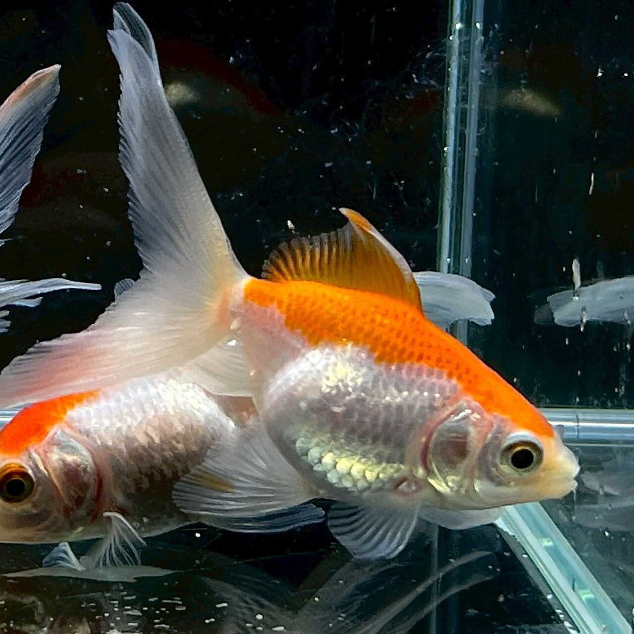 琉金（お任せ個体） (8cm±) (1匹) 不二熱帯魚 熱帯魚 淡水魚 生体 金魚