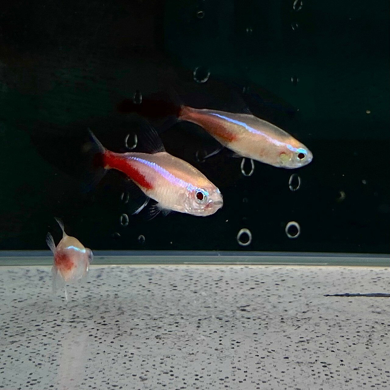 アルビノネオンテトラ (Mサイズ) (10匹) 不二熱帯魚 熱帯魚 カラシン 淡水魚 定番 ...