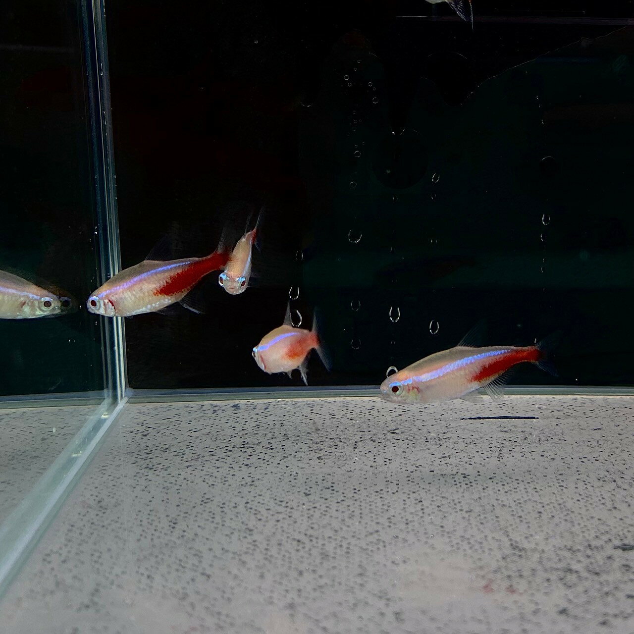 アルビノネオンテトラ (Mサイズ) (10匹) 不二熱帯魚 熱帯魚 カラシン 淡水魚 定番 ...