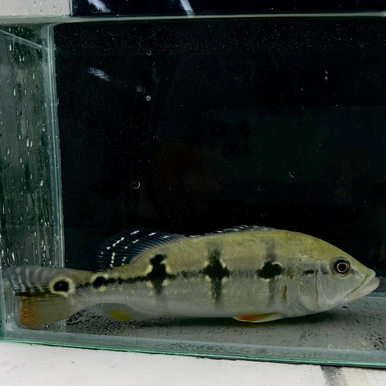 楽天市場】キクラ（熱帯魚・アクアリウム｜ペット・ペットグッズ）の通販