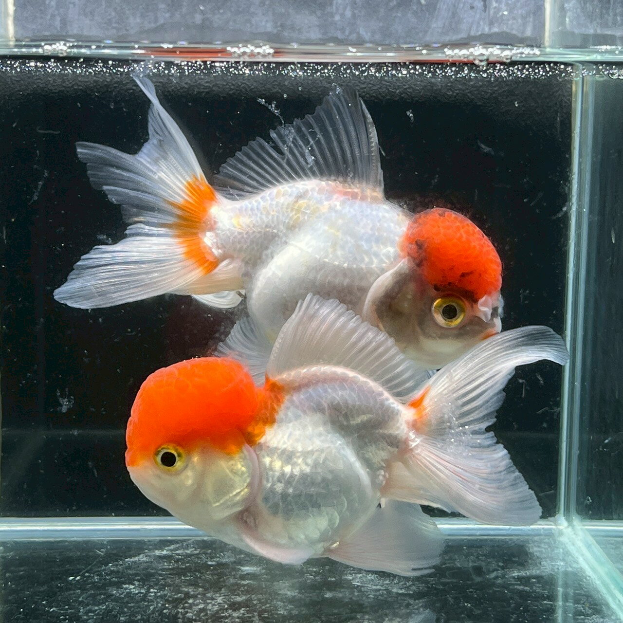 商品情報学名Carassius auratus var内容オランダ獅子頭丹頂販売サイズ12〜15cm前後（目測）最大体長25〜30cm前後配送についてヤマト運輸での発送となります。・日曜日休みのため、発送を行っておりません、希望着日は月曜日...