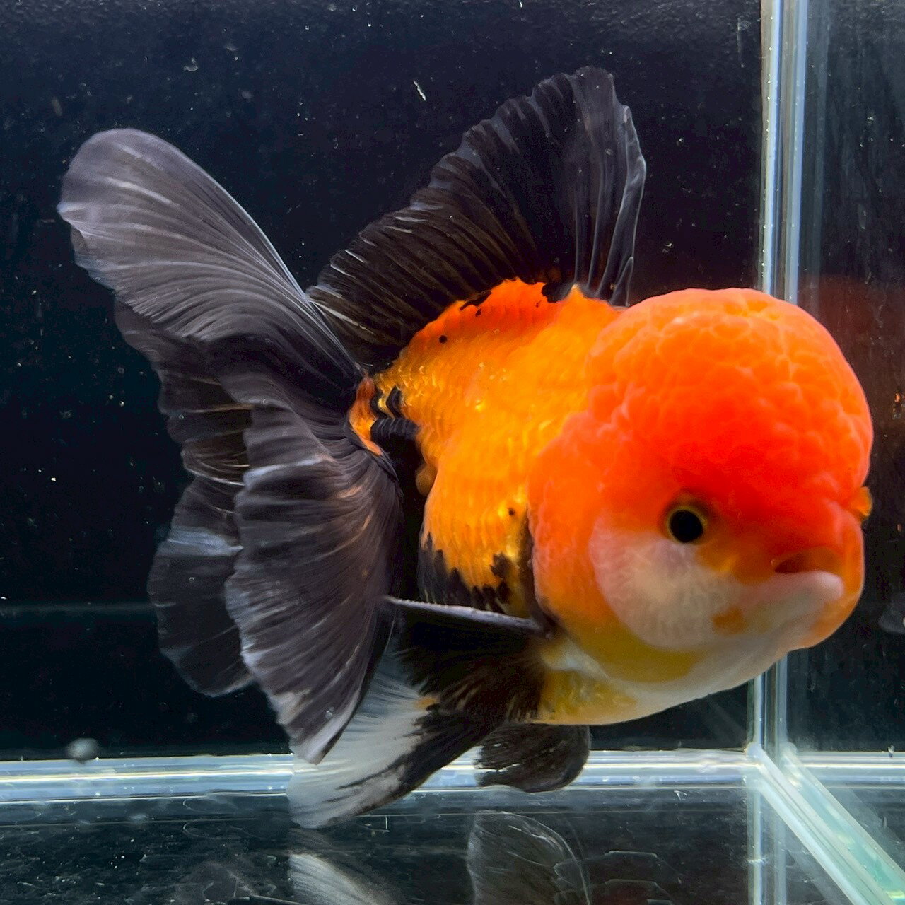 商品情報学名Carassius auratus var内容ジャンボオランダ販売サイズ13cm前後（目測）最大体長40cm超配送についてヤマト運輸での発送となります。・日曜日休みのため、発送を行っておりません、希望着日は月曜日にできませんので...