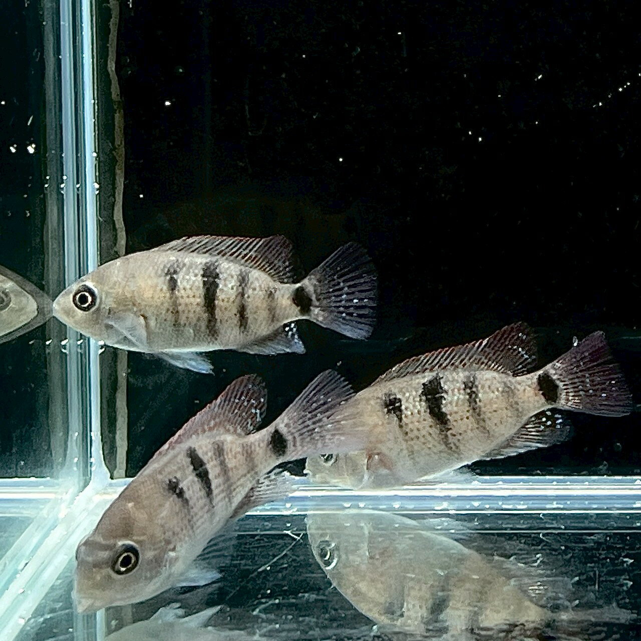 ���������㡦�쥬��(6cm��) (1ɤ) ����Ǯ�ӵ� ������å� Ǯ�ӵ� ø��� ���� �͵��� ����ե� ���䤫 �Ǥ���