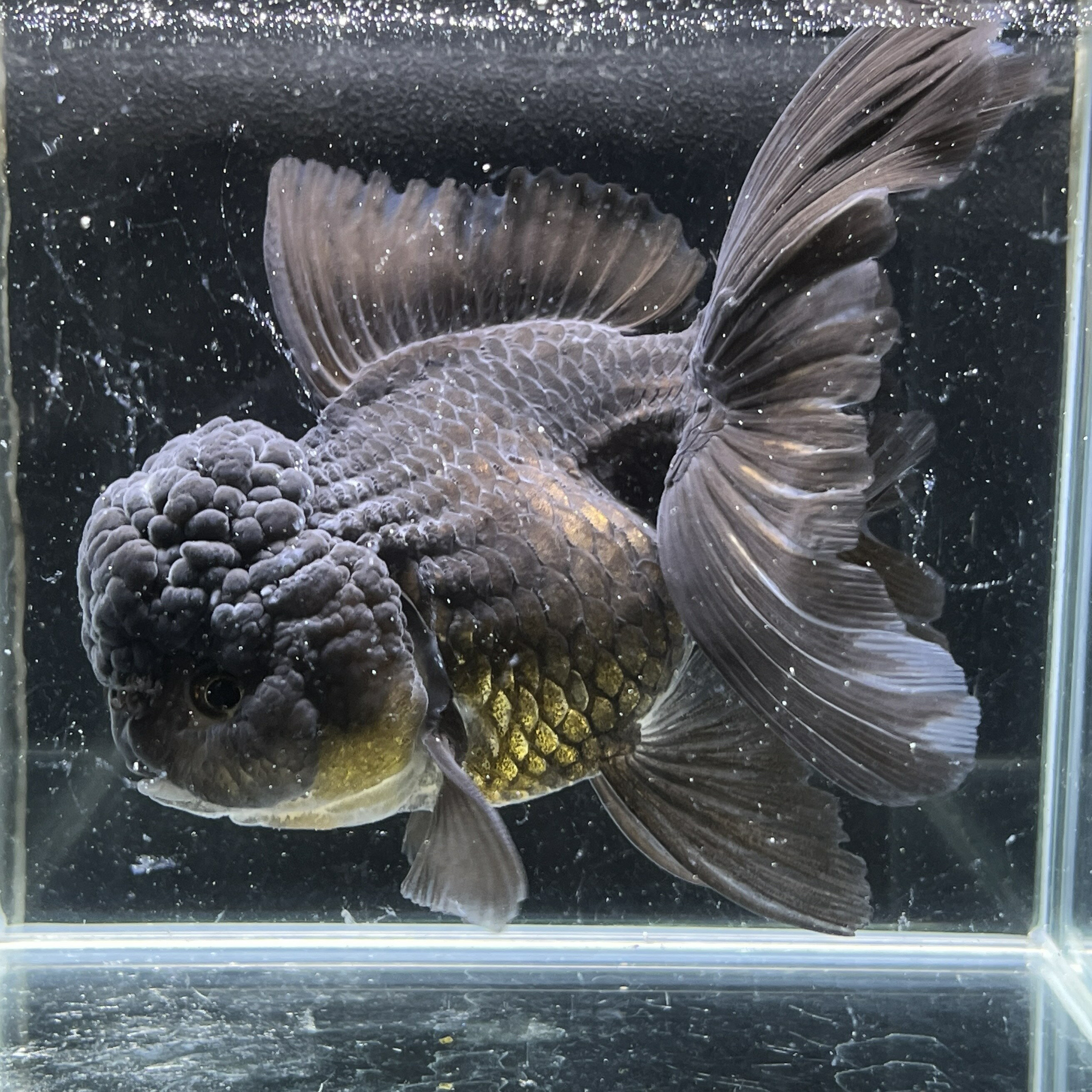 楽天市場】ジャンボ オランダ（観賞魚｜熱帯魚・アクアリウム 