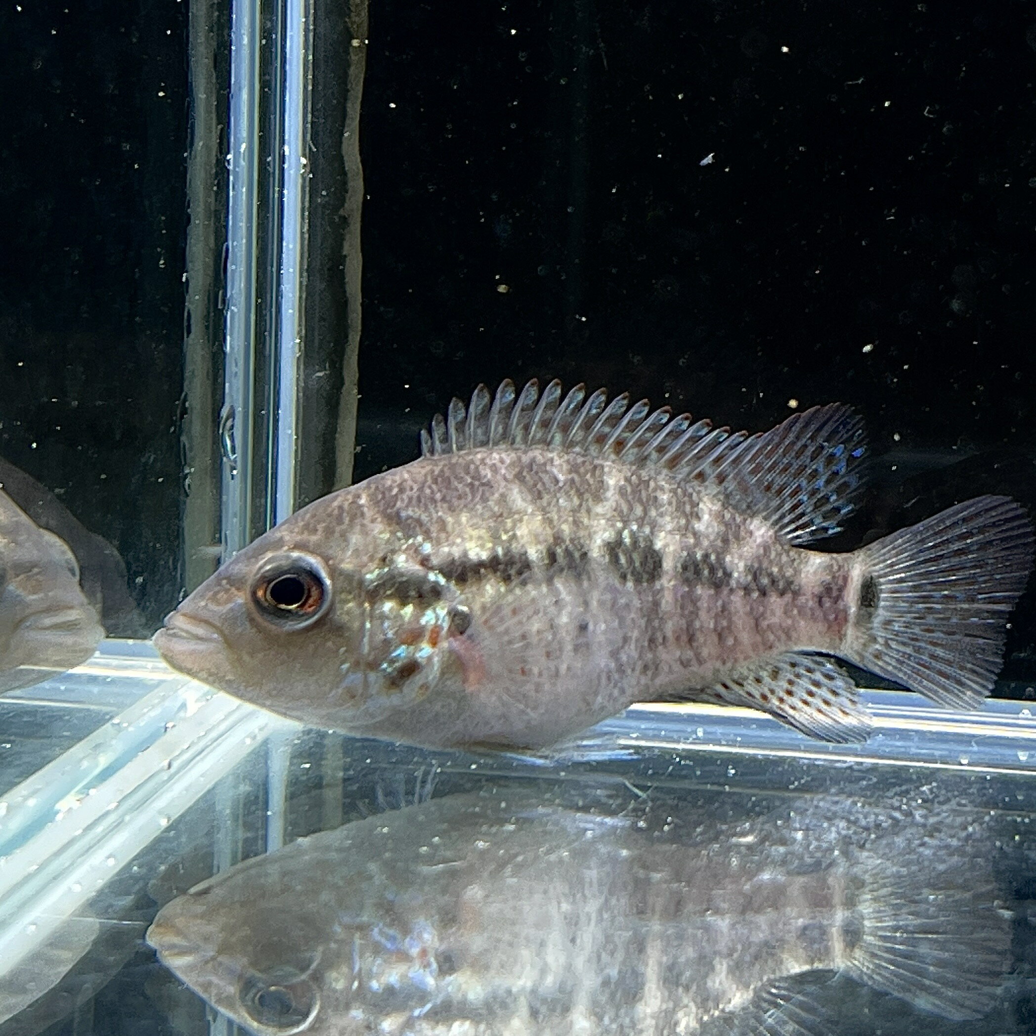 パラクロミス・マナグエンシス(4cm±) (1匹) 不二熱帯魚 シクリッド 熱帯魚 淡水魚 生体