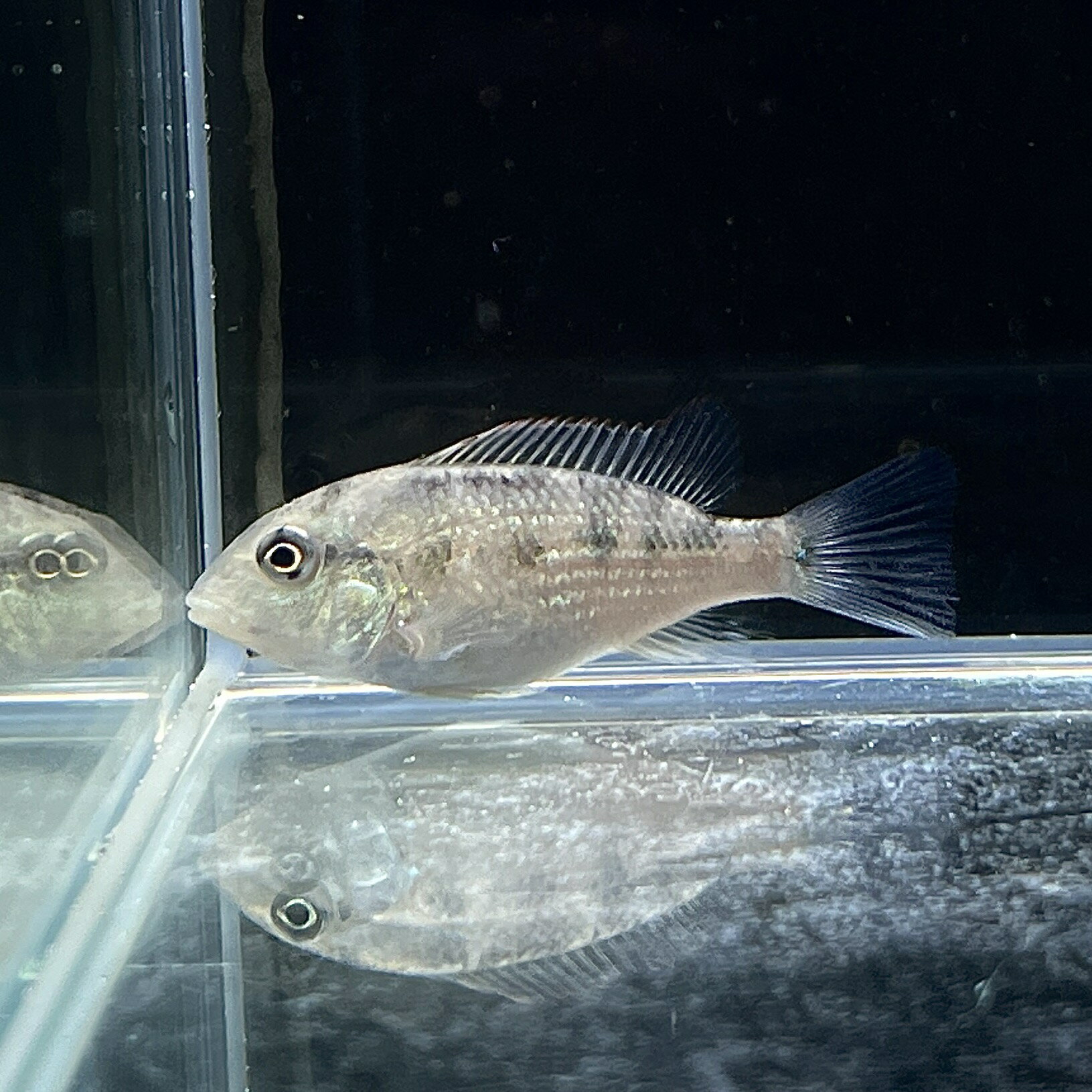 【マラソン 10%OFFクーポン配布中】メダカ元気 育成ネット 角型