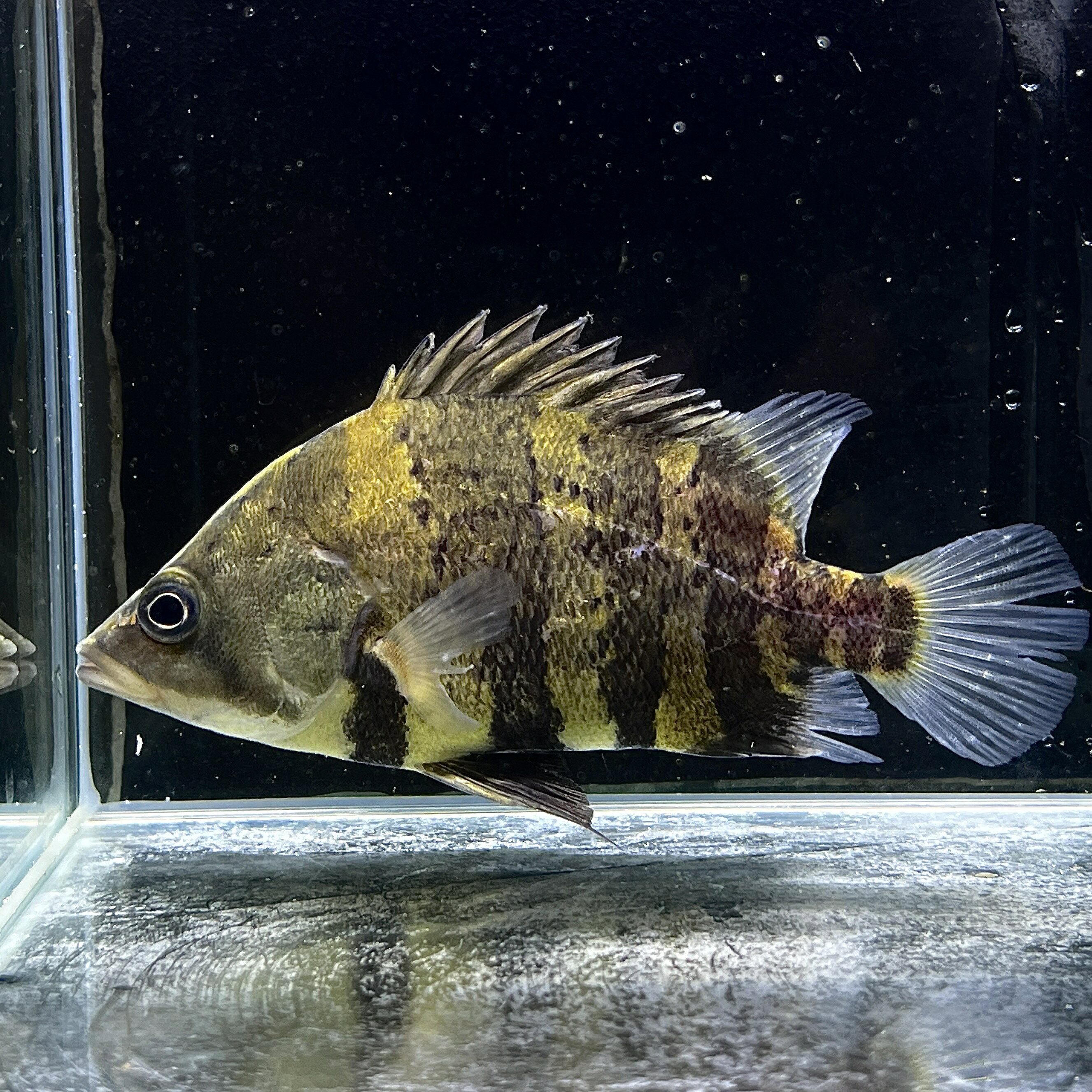 【死着保証あり】ニューギニアダトニオ (5cm±) (1匹) 不二熱帯魚 熱帯魚 淡水魚 生体 その他