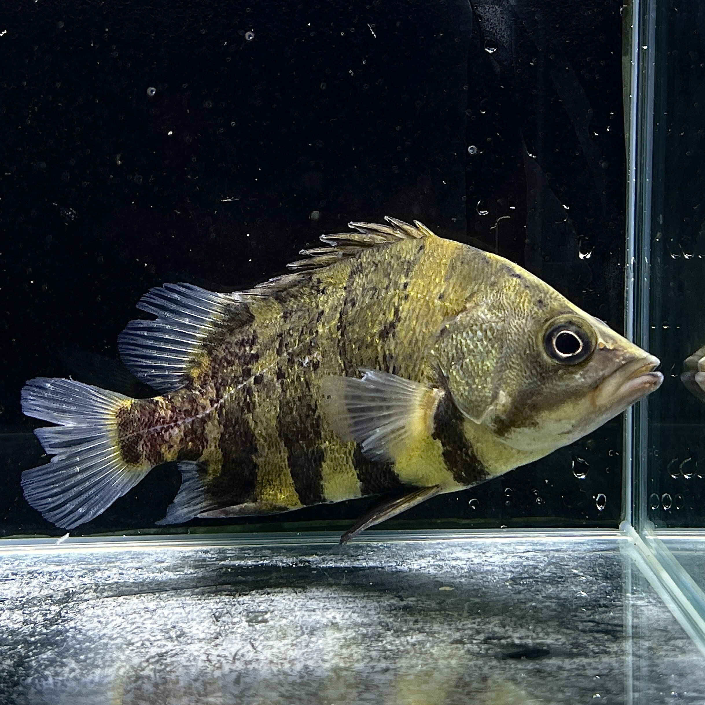 不二熱帯魚の【死着保証あり】ニューギニアダトニオ (5cm±) (1匹) 不二熱帯魚 熱帯魚 淡水魚 生体 その他｜アングル2