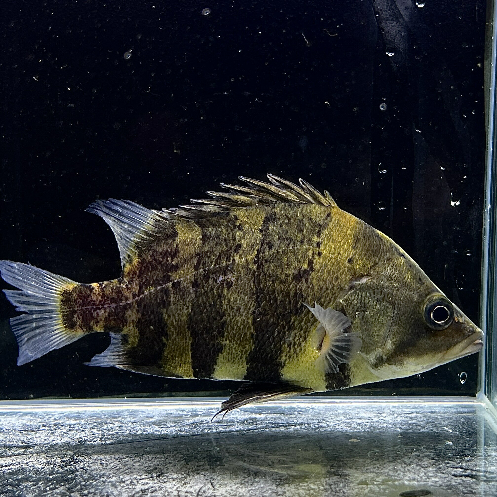不二熱帯魚の【死着保証あり】ニューギニアダトニオ (5cm±) (1匹) 不二熱帯魚 熱帯魚 淡水魚 生体 その他｜アングル3