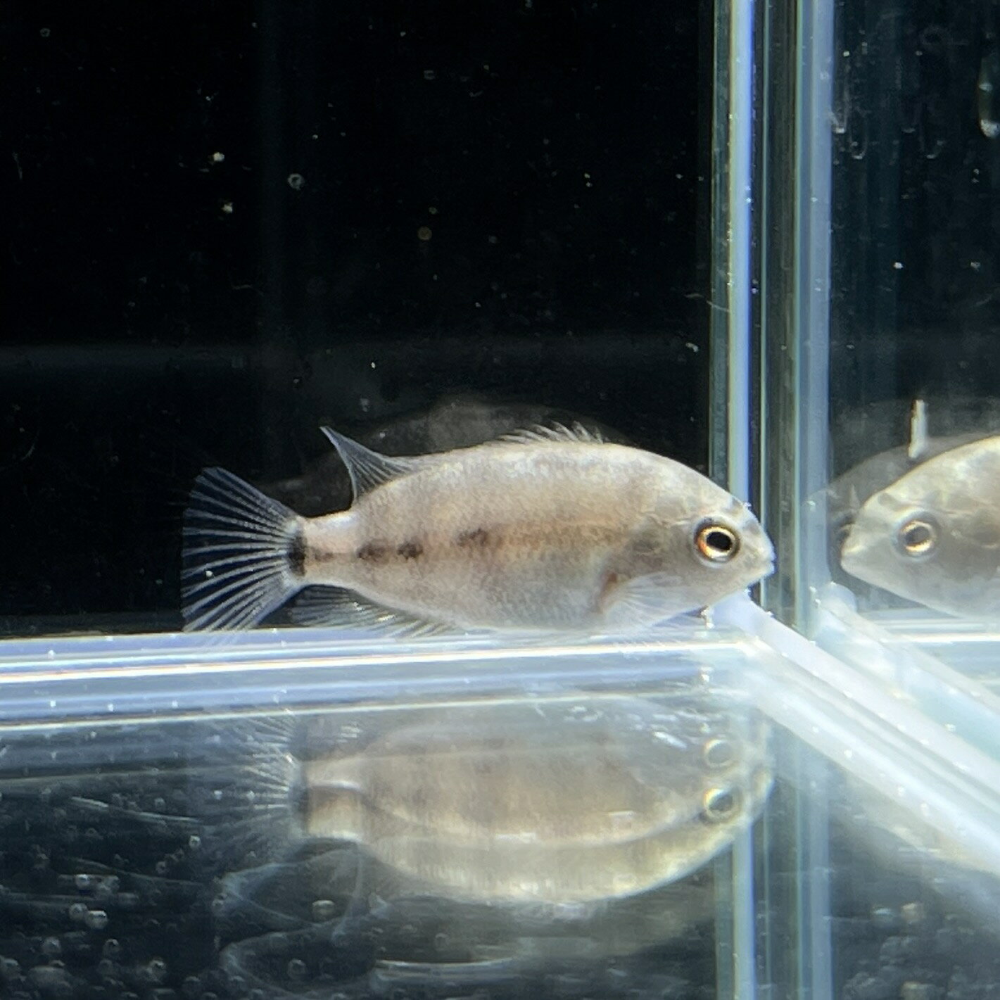 パラテラプス・ブレイドリ (3cm±) (1匹) 不二熱帯魚 熱帯魚 淡水魚 生体 シクリッド...