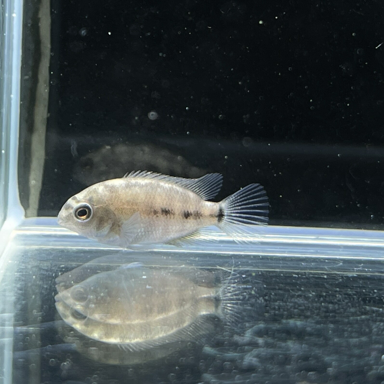 �ѥ�ƥ�ץ����֥쥤�ɥ� (3cm��) (1ɤ) ����Ǯ�ӵ� Ǯ�ӵ� ø��� ���� ������å�