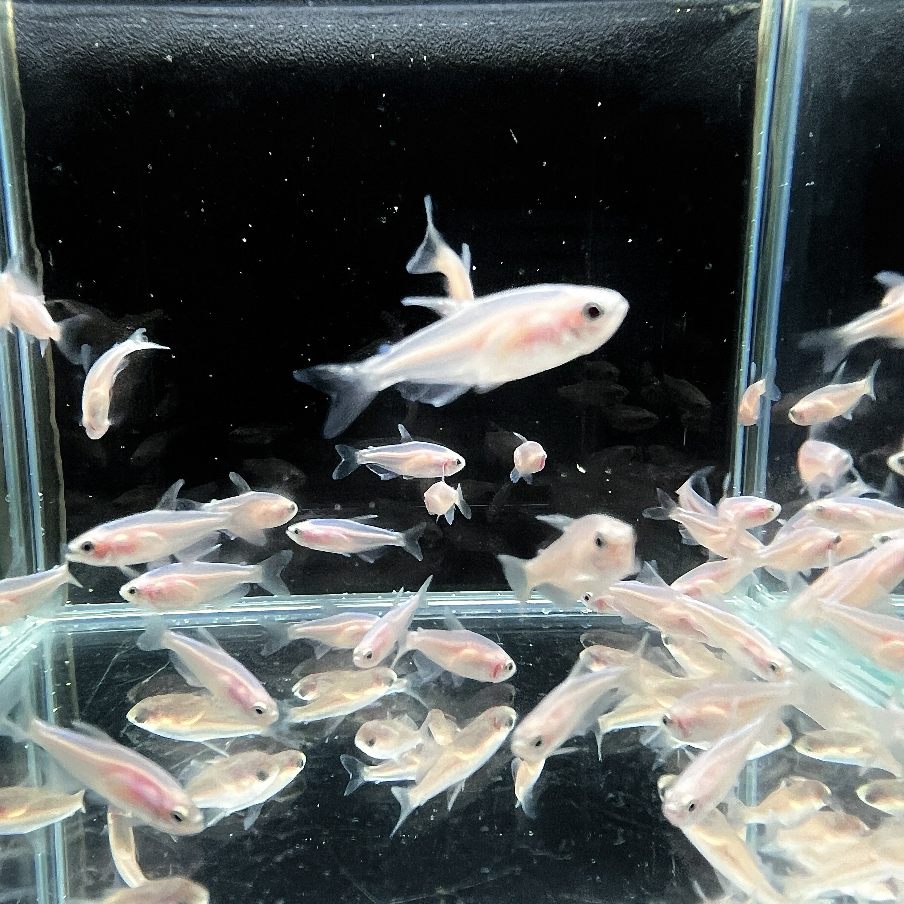 ������ǥ󥨥�ڥ顼�ƥȥ� (M������) (5ɤ) ����Ǯ�ӵ� Ǯ�ӵ� ���饷�� ø��� ���� �͵��� ����