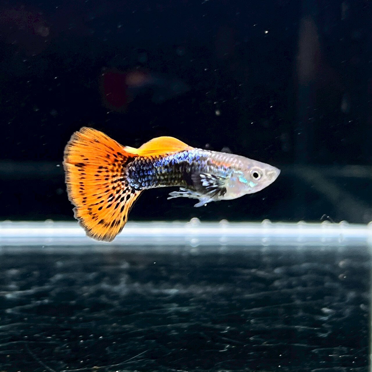 レッドドラゴンビッグテールグッピー　オス♂ (Mサイズ) (5匹) 不二熱帯魚 熱帯魚 淡水魚 グッ ...