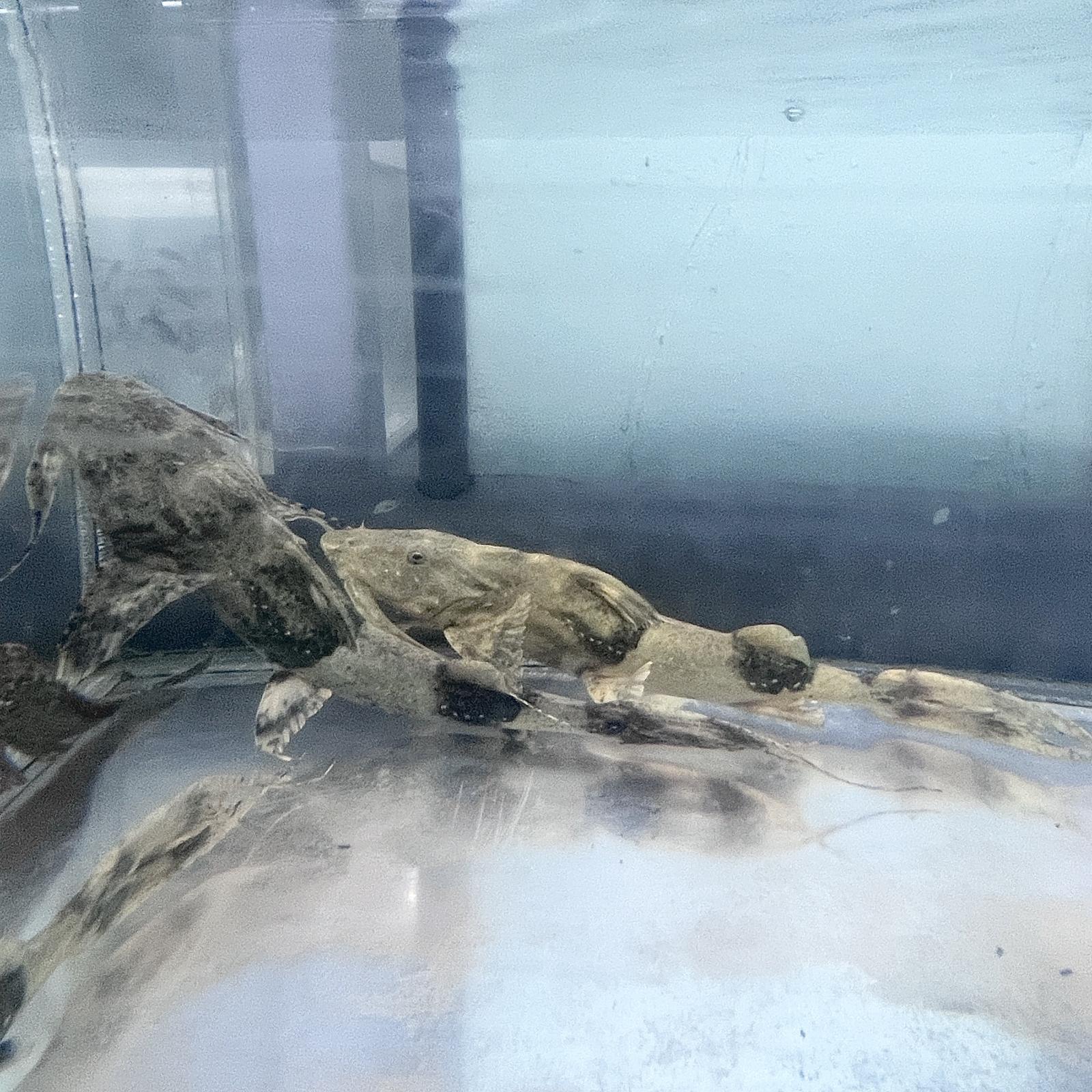 不二熱帯魚の【死着保証付き】バガリウスヤレリー (28cm±) (1匹) 不二熱帯魚 熱帯魚 淡水魚 生体 人気種 ナマズ｜アングル2