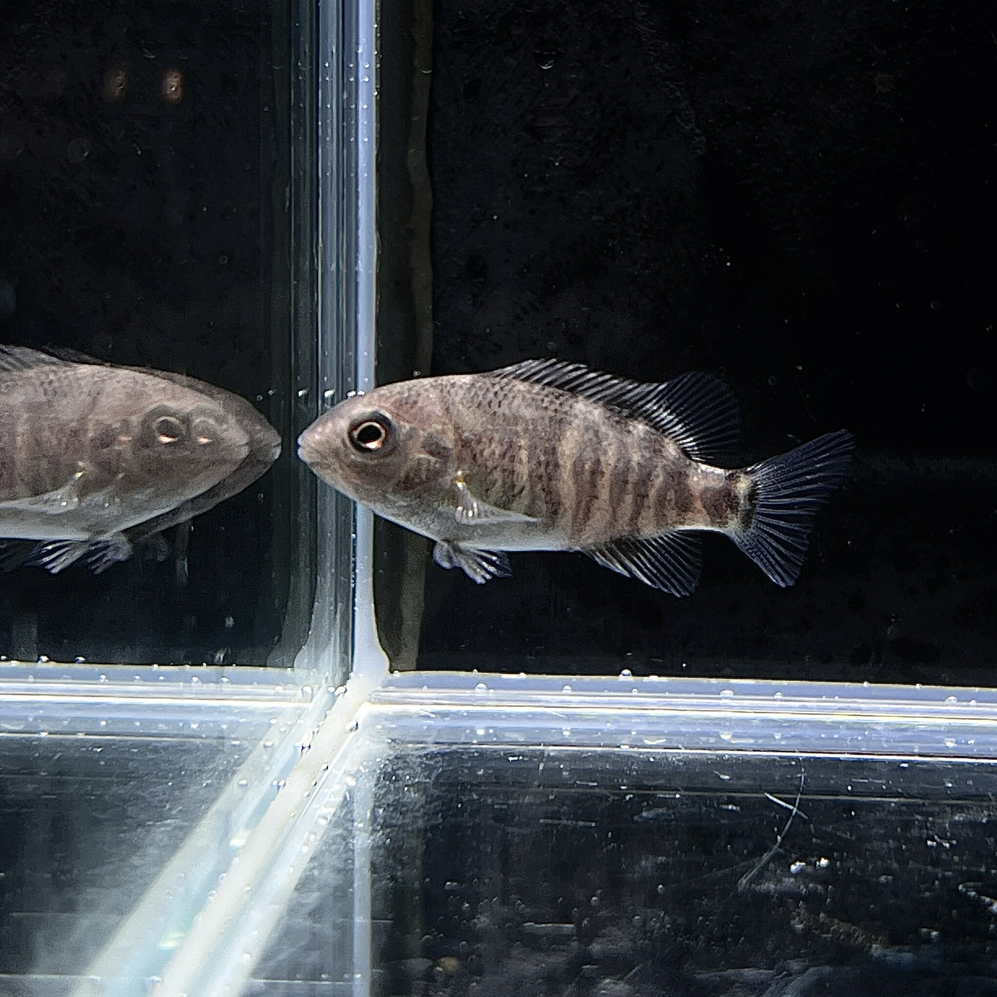 トモキクラトゥバ不二熱帯魚シクリッ...