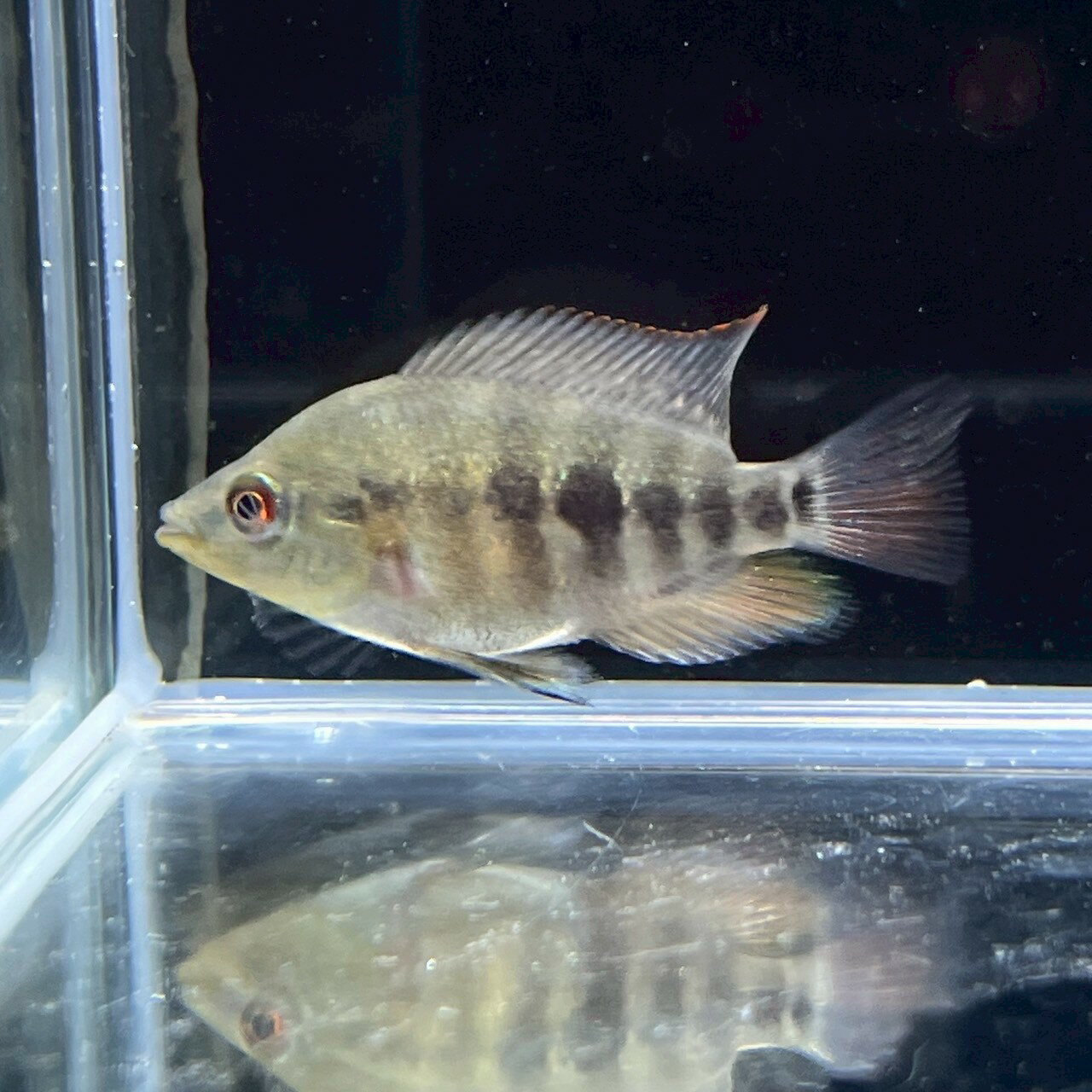レッドデビルシクリッド(4cm±) (1匹) 不二熱帯魚 シクリッド 熱帯魚 淡水魚 生体 人気種  ...