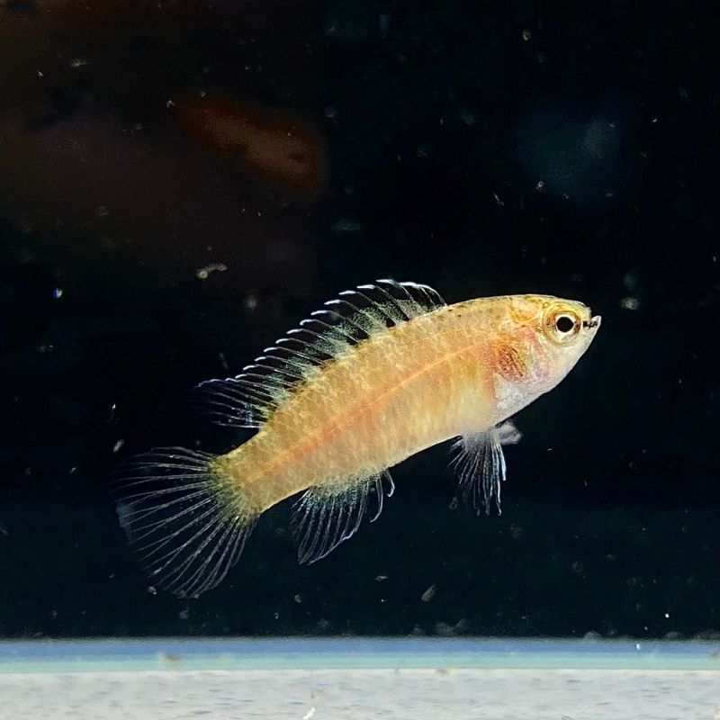 ブラックタイガーダリオ (2cm±) (3匹) 不二熱帯魚 淡水飼育