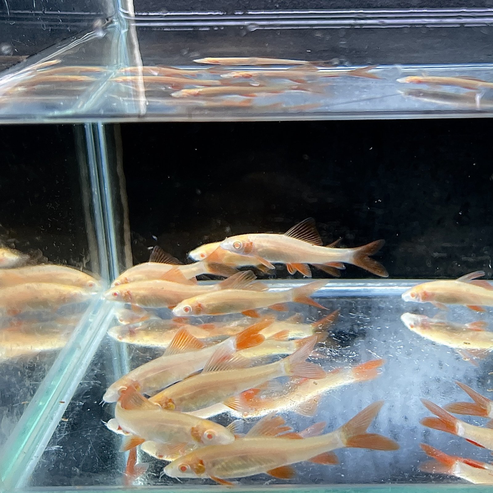 商品情報学名Epalzeorhynchos bicolor内容アルビノレインボーシャーク販売サイズ3〜5cm前後（目測）最大体長12cm程混泳混泳の際は十分な隠れ家が必要です。配送についてヤマト運輸での発送となります。・日曜日休みのため、発送を行っておりません、希望着日は月曜日にできませんのでご注意ください。・特にご希望がない場合はお届け時間帯を一番早い時間帯とさせていただきます。・運送業者の都合上、南東北 、関東（一部）、信越（一部）、九州地方は午前中着不可となります。・お届けに翌日指定が不可の地域（北海道、北東北、沖縄）の発送はできません。ご希望の場合は陸送2日掛けて送りいたしますが、死着した場合は必ずノークレームでお願いします。注意事項・生体の画像はイメージです。撮影環境によりお届けする個体とは柄や色合いが異なる場合がございます、特に到着直後や水質の違い、水槽の環境に因って体色も変化しますので、あらかじめご了承ください。・表記サイズは目測になります、厳密ではありません。・個体サイズや模様、雌雄の指定についてはお受け致しかねますのでご了承下さい。・状態が良い個体のみ発送しますが、やむを得ず死着が発生する場合がございます、死着補償はございませんのでご了承下さい。・当店ではネット通販以外での販売も行っておりますので入れ違いで出品中の商品が売れてしまっている場合もございます。その際には大変申し訳ございませんが、キャンセルをさせていただく場合がございます。・生体の場合、ご注文後に調子が悪そうな場合は事前にご相談させていただくことがあります。死着保証いかなる場合も死着保証がない事をご理解いただいた上での価格設定、お取引となります。ご購入の際は必ずご納得の上ご注文をお願いいたします。※死着保証記載商品を除くアルビノレインボーシャーク (4cm±) (3匹) 不二熱帯魚 熱帯魚 淡水魚 生体 ドジョウ ドジョウ 5
