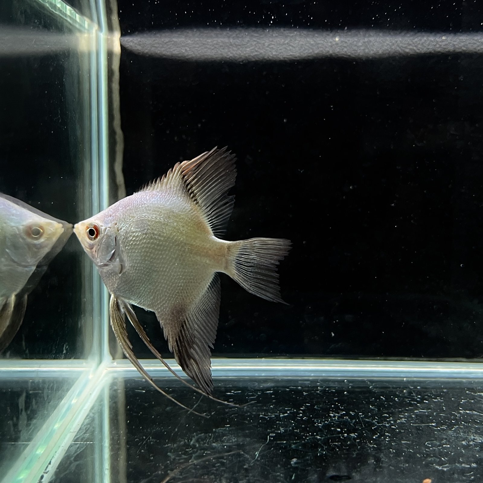 商品情報学名Pterorhyllum scalare var.内容ブルガリアン エンゼル販売サイズ3cm~5cm混泳エビとヒレをかじる種との混泳は避けましょう。当店で与えてる餌冷凍赤虫、フード配送についてヤマト運輸での発送となります。・特にご希望がない場合はお届け時間帯を一番早い時間帯とさせていただきます。・運送業者の都合上、南東北 、関東（一部）、信越（一部）、九州地方は午前中着不可となります。・お届けに翌日指定が不可の地域（北海道、北東北、沖縄）の発送はできません。ご希望の場合は陸送2日掛けて送りいたしますが、死着した場合は必ずノークレームでお願いします。注意事項・生体の画像はイメージです。撮影環境によりお届けする個体とは柄や色合いが異なる場合がございます、特に到着直後や水質の違い、水槽の環境に因って体色も変化しますので、あらかじめご了承ください。・表記サイズは目測になります、厳密ではありません。・個体サイズや模様、雌雄の指定についてはお受け致しかねますのでご了承下さい。・状態が良い個体のみ発送しますが、やむを得ず死着が発生する場合がございます、死着補償はございませんのでご了承下さい。・当店ではネット通販以外での販売も行っておりますので入れ違いで出品中の商品が売れてしまっている場合もございます。その際には大変申し訳ございませんが、キャンセルをさせていただく場合がございます。・生体の場合、ご注文後に調子が悪そうな場合は事前にご相談させていただくことがあります。死着保証いかなる場合も死着保証がない事をご理解いただいた上での価格設定、お取引となります。ご購入の際は必ずご納得の上ご注文をお願いいたします。※死着保証記載商品を除くブルガリアン エンゼル (Mサイズ) (1匹) 不二熱帯魚 熱帯魚 淡水魚 エンゼル 熱帯魚通販不二熱帯魚 エンゼル生体500種以上在庫あり 5