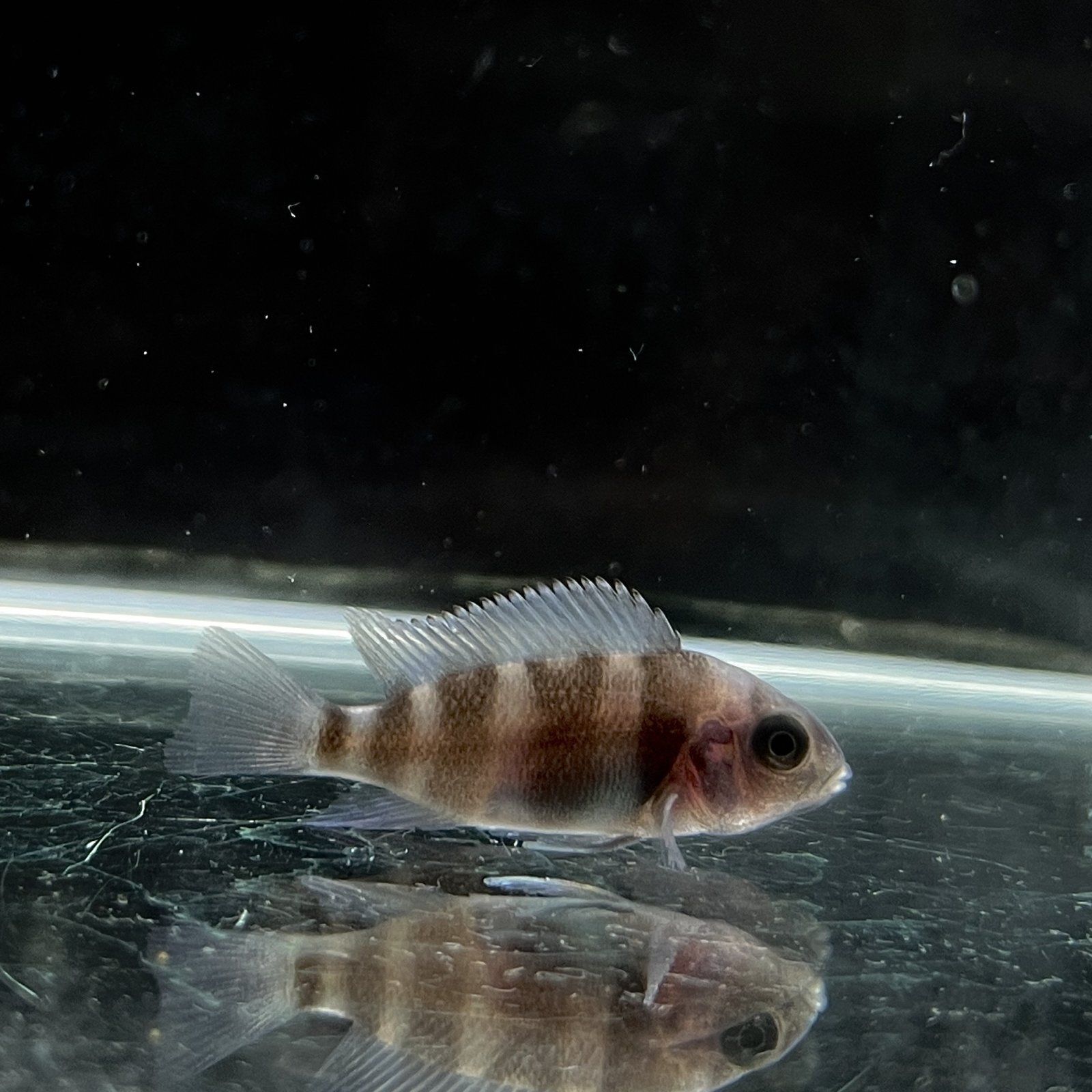フロントーサ ブルー ムピンブエ（ピンブエ） (3cm±) (1匹) 不二熱帯魚 アフリカンシクリッ ...