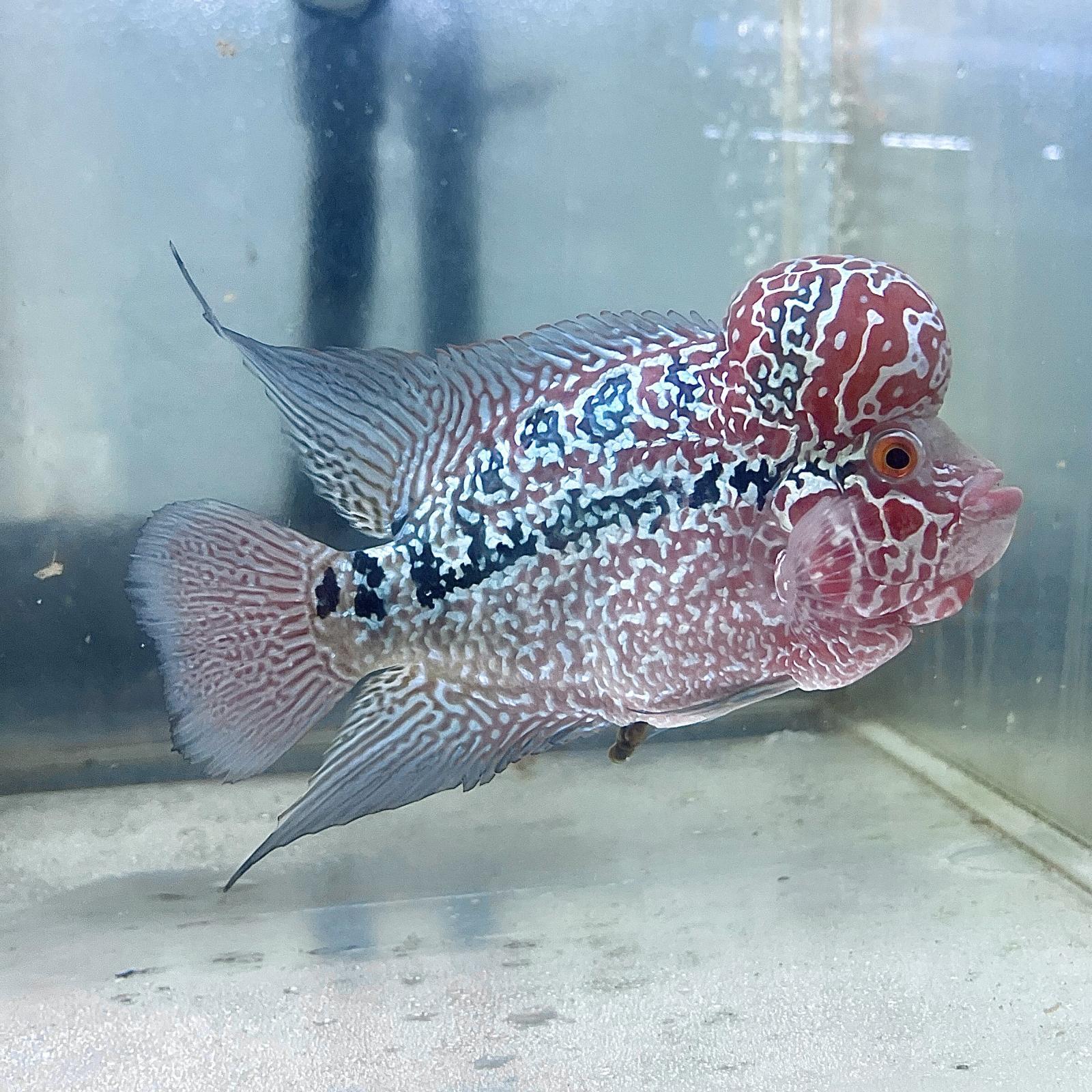 楽天市場】カラフル（観賞魚｜熱帯魚・アクアリウム）：ペット・ペット