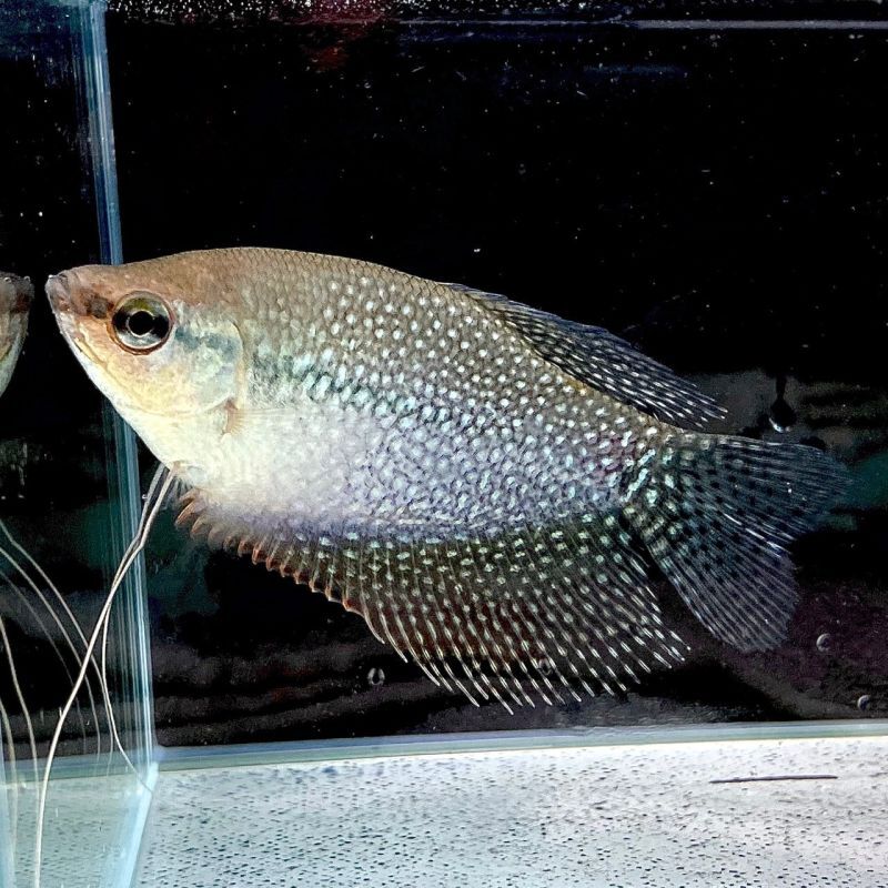 パール・グラミー　(Mサイズ)　 (3匹) 不二熱帯魚 熱帯魚 淡水魚...