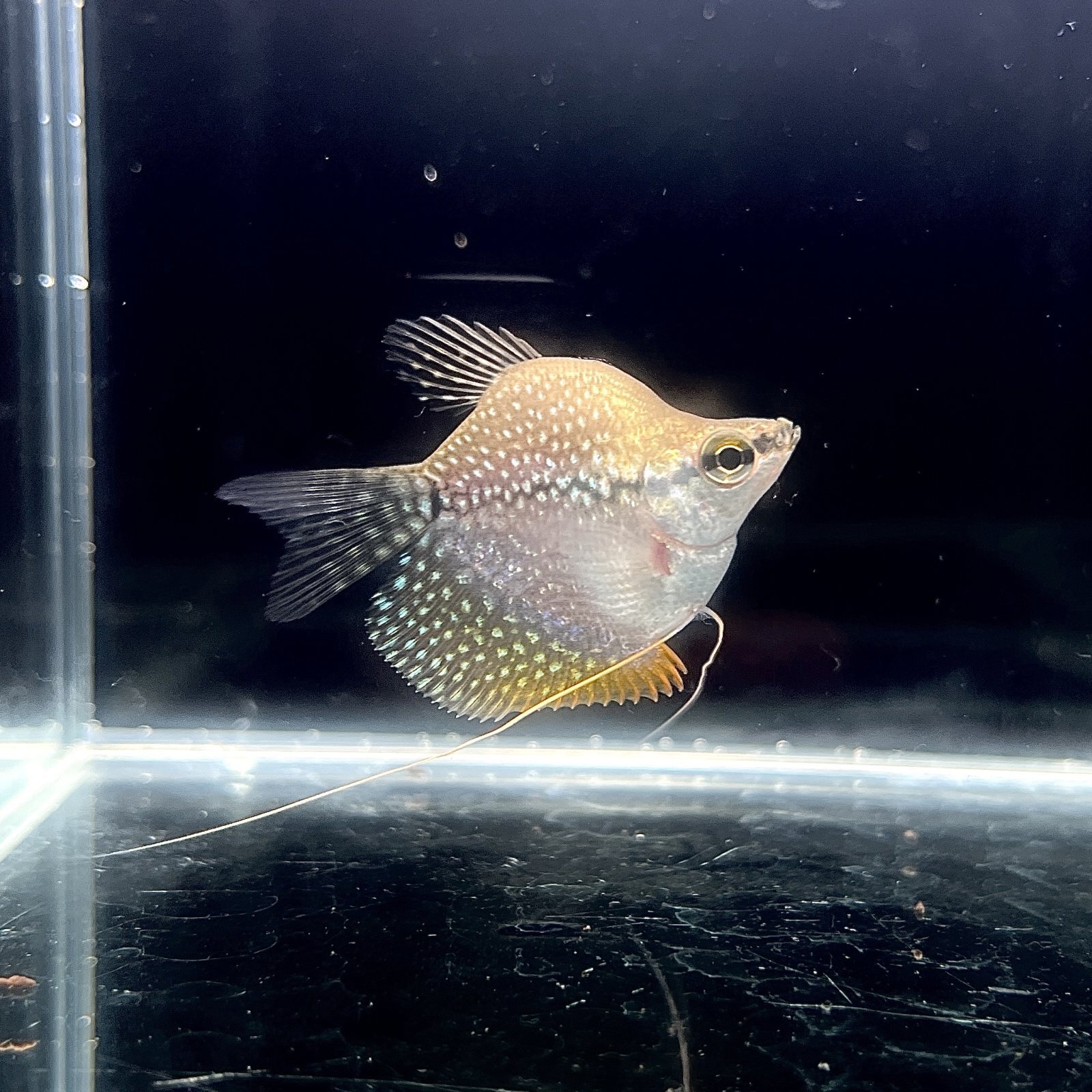 バルーンパール・グラミー　(Mサイズ)　 (3匹) 不二熱帯魚 熱帯魚 淡水魚 グラミー