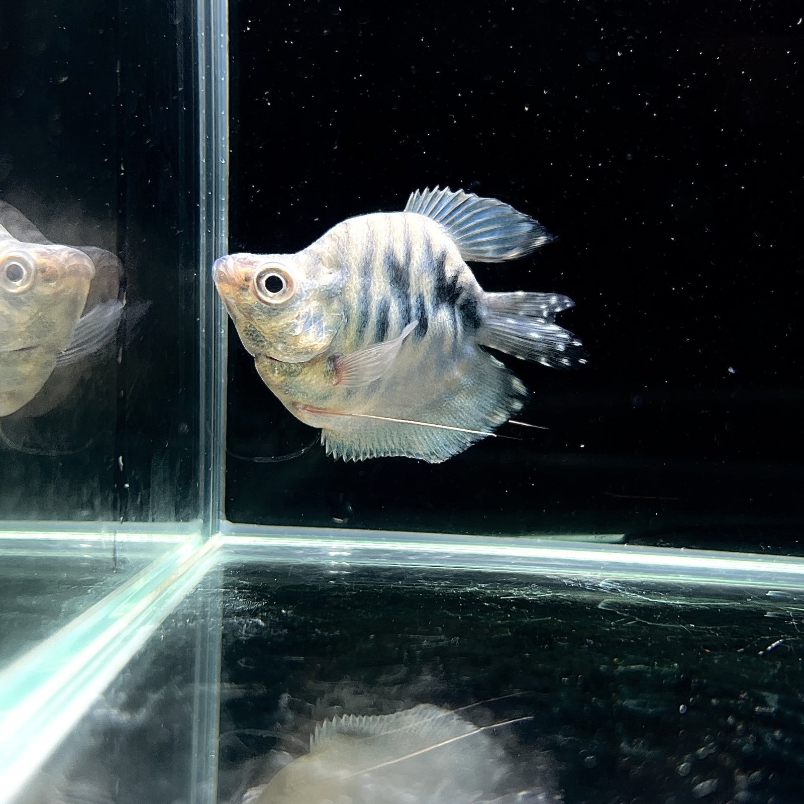 バルーン マーブルグーラミー　(Mサイズ)　 (3匹) 不二熱帯魚 熱帯魚 淡水魚 グラミー