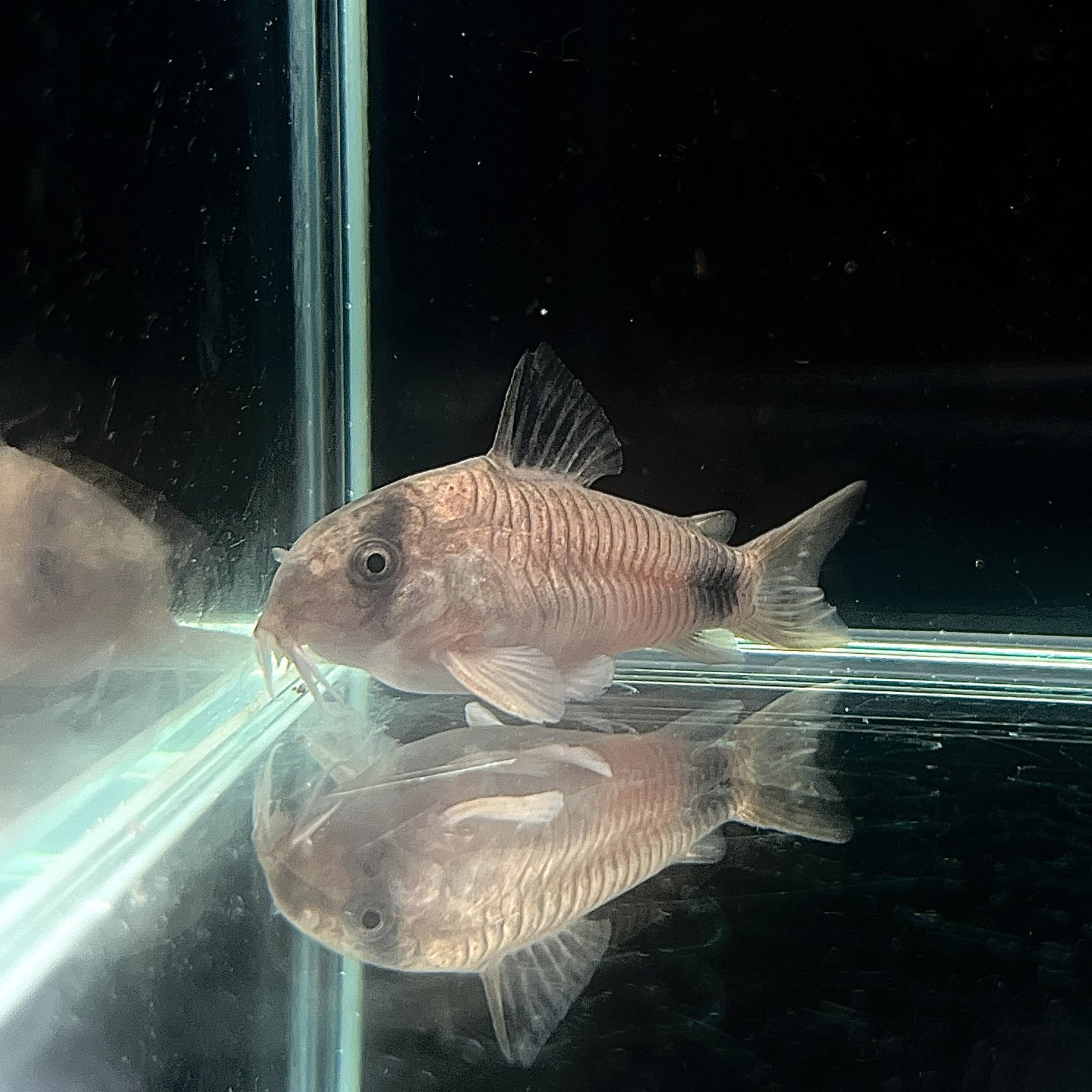 ゴールド コリドラス・パンダ　(MLサイズ)　(2匹)　不二熱帯魚 熱帯魚 淡水魚 コリドラス