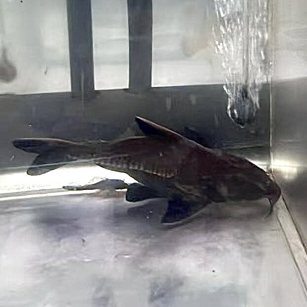 【死着保証あり】ヘミバグルス・ワイキー (28cm±) (1匹) 不二熱帯魚 熱帯魚 淡水魚 生体  ...