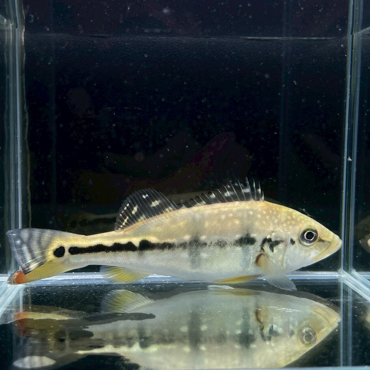 楽天市場】キクラ インターメディアの通販