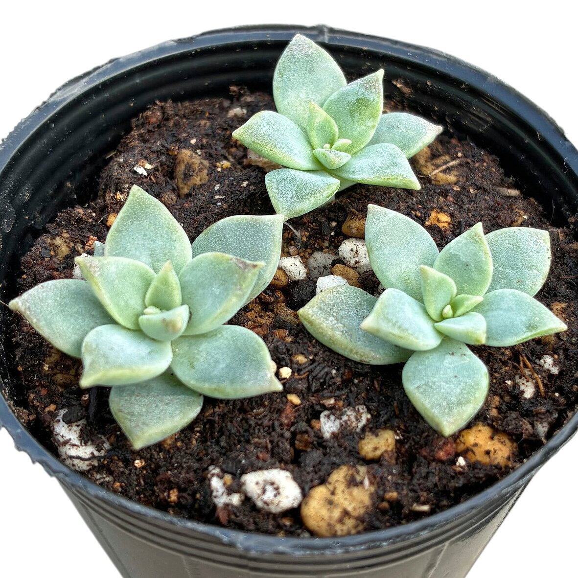 多肉植物薄氷はくひょうグラプトベリ...
