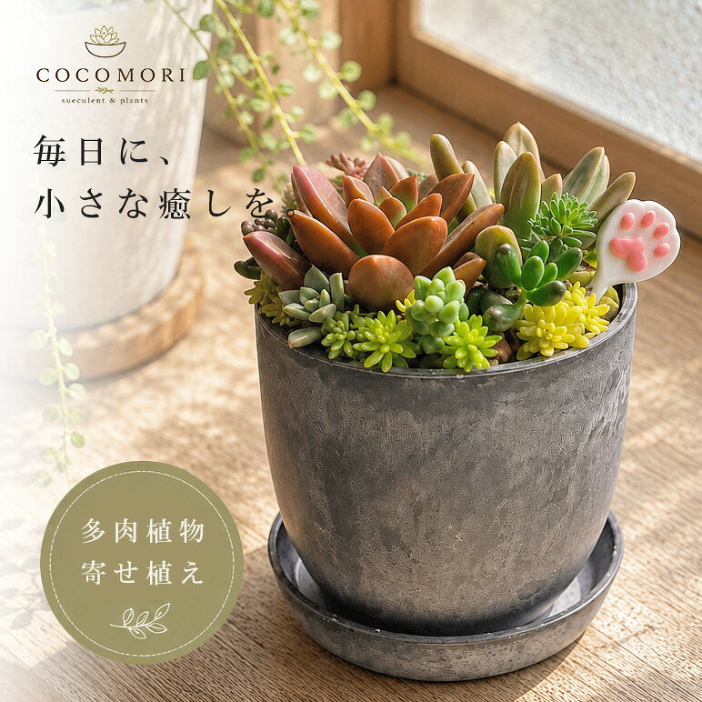 楽天市場】多肉植物 寄せ植え（花・ガーデン・DIY）の通販