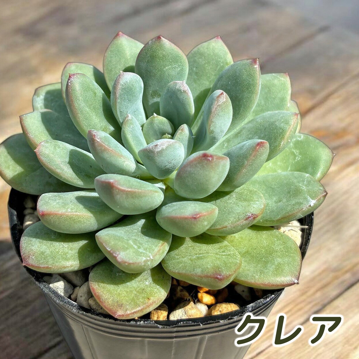 多肉植物クレアパキベリア属多肉6c...
