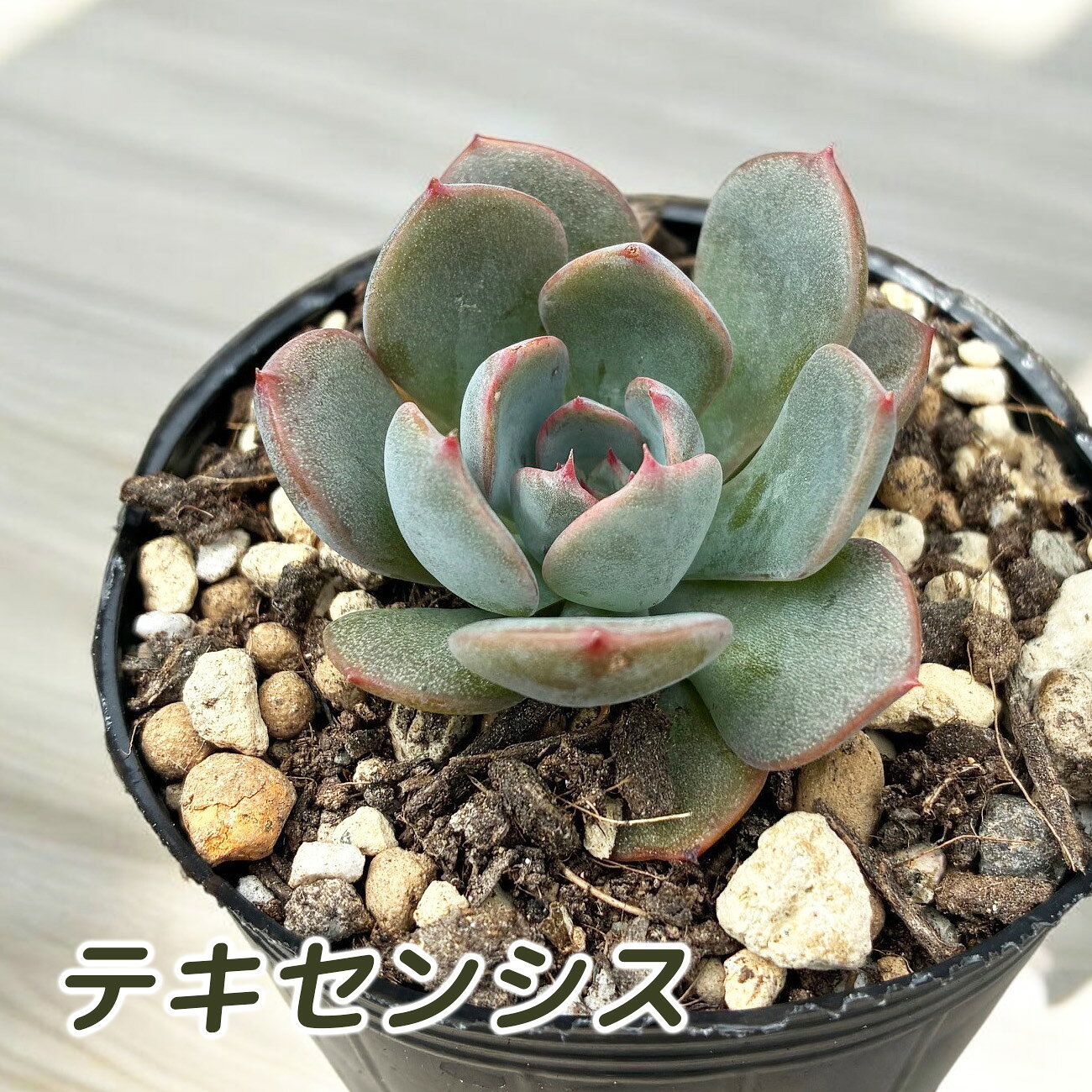 【500円多肉】 多肉植物 テキセンシス 小苗 エケベリア 多肉 6cmポット 2号ポット FPT-358 多肉植物まとめ買いで同梱可