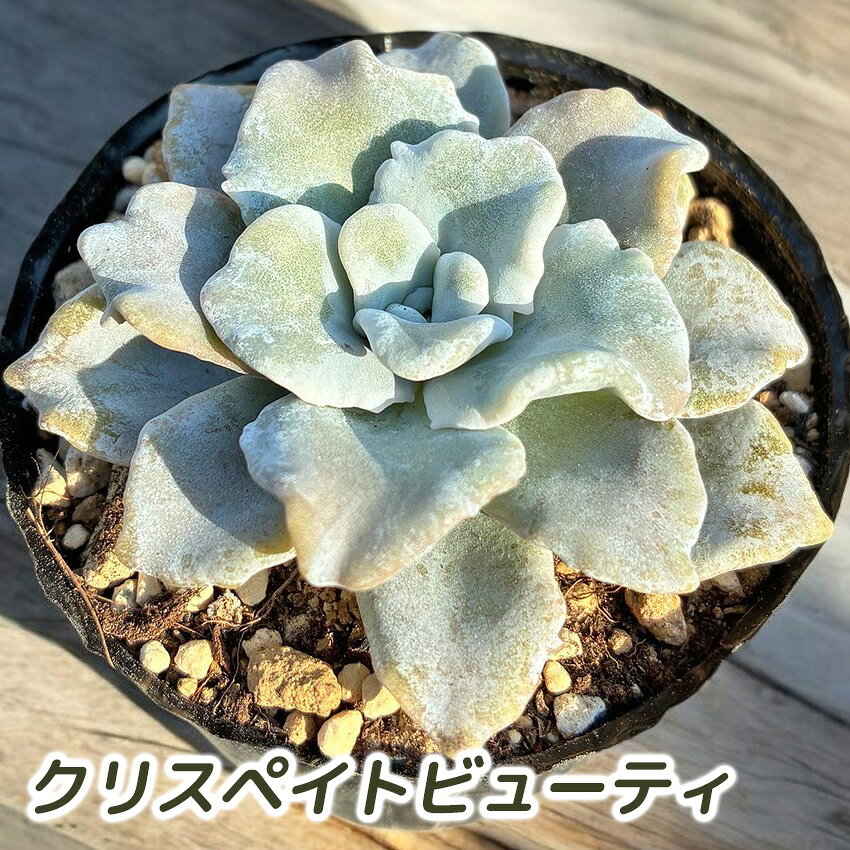 楽天市場】多肉植物 クリスペートビューティー（花・ガーデン・DIY）の通販