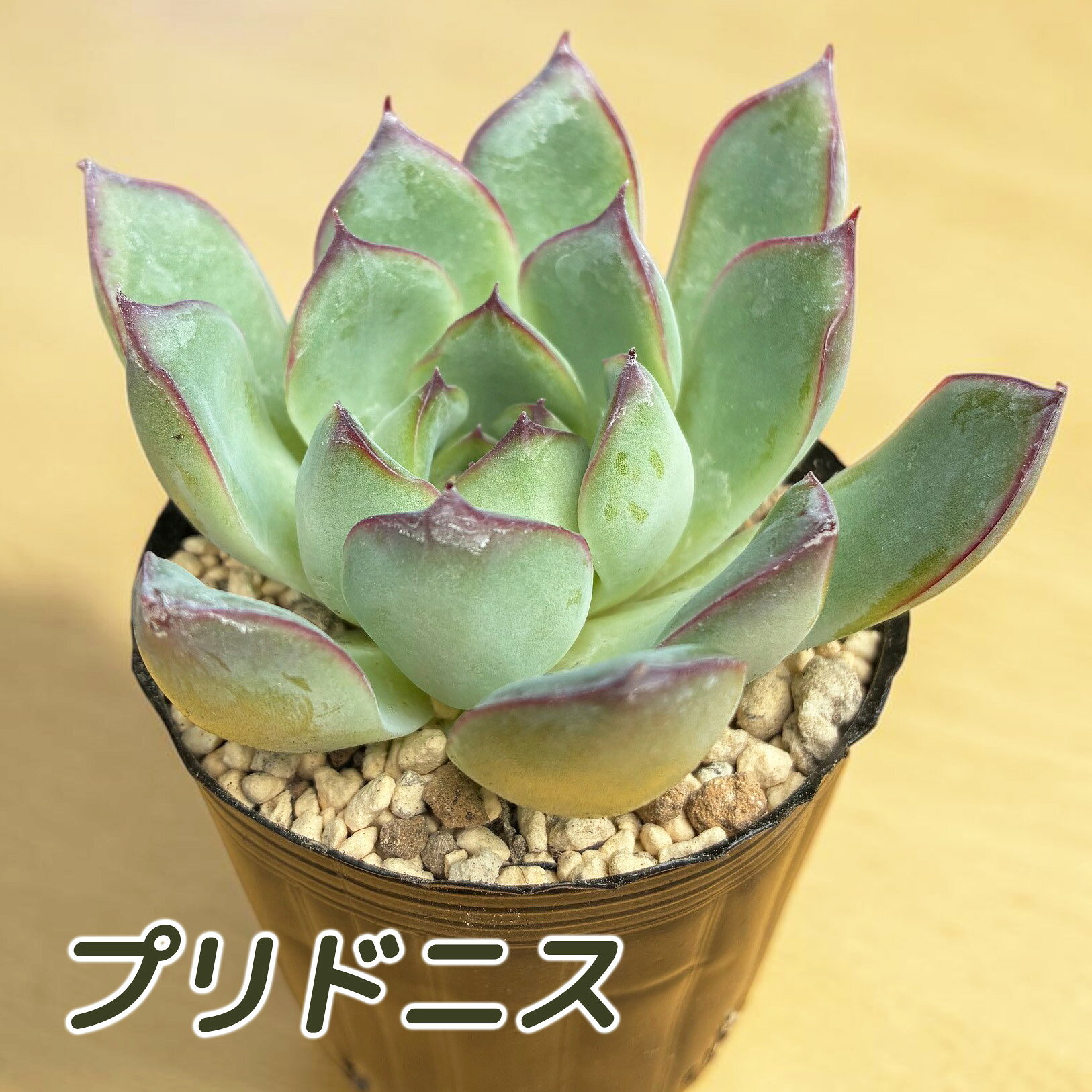 楽天市場】プリドニスの通販