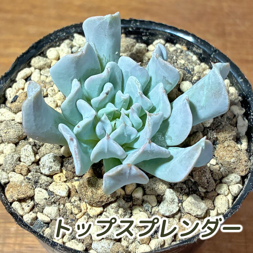 流通名：トップスプレンダー、トップシィダビィ、スプレンダー 【サイズ】 2号ポリポット（約6cm） ※ポリポットの色・使用用土については時期やロットにより異なります。 分類：エケベリア属 【おまとめ買いでさらにお得に】 多肉植物同士であれば同梱発送が可能です。 同梱発送の場合、3,980円（税込）以上のお買い上げで送料無料（楽天市場送料無料ライン対象地域）となります。 ※多肉植物と多肉植物以外の同梱はできませんので、別々のご注文をお願い致します。 【多肉植物一覧はコチラ】 【ご購入前にご確認ください】 ・多肉植物は生き物のため、色・形・大きさ・生長状態には個体差があります。 ・輸送中の揺れにより、葉が取れたり、土が少し乱れる場合がございます。到着後は速やかに植物の状態を確認し、必要に応じて形を整えてください。取れた葉は葉挿しなどにご利用いただけますと幸いです。また、破損がひどい場合はお手数ですが当店へとご連絡くださいませ。商品レビューやショップレビューにご記載いただいた場合は確認が遅れてしまう可能性がございますので、お電話または商品ページからのお問い合わせでご連絡をいただけますと幸いです。