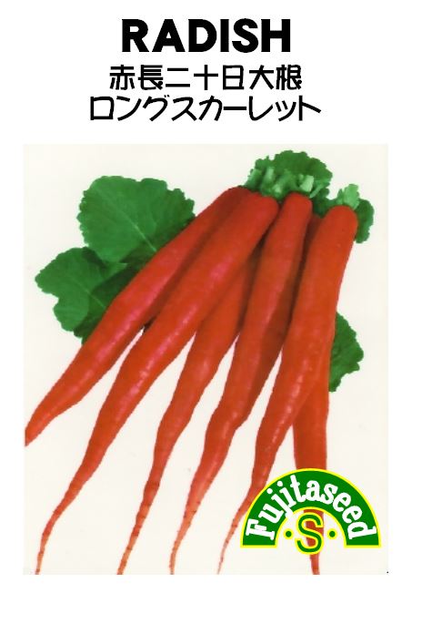 【藤田種子】赤長二十日大根　ロングスカーレット野菜のタネのサムネイル