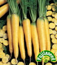 【藤田種子】F1イエローキャロットCARROT野菜の種 その1